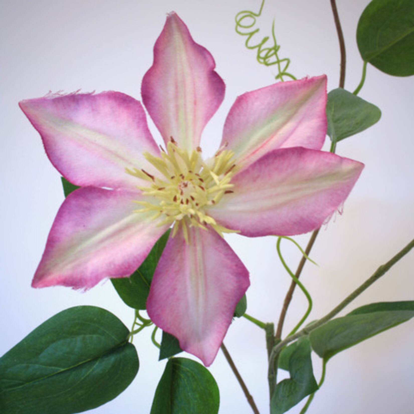 CLEMATIS PINK FANTASY | PINK | 76 CM