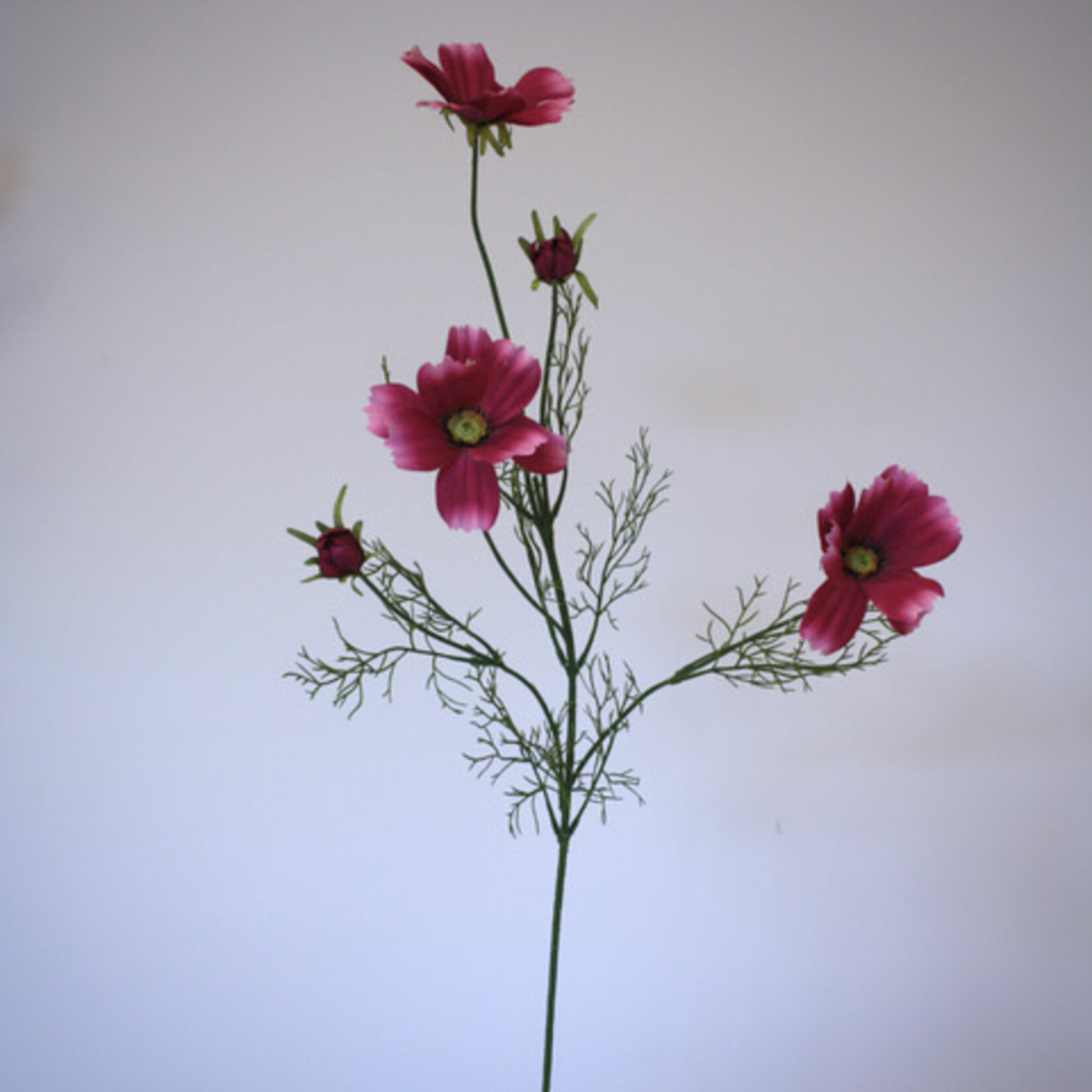 COSMEA DWARF SENSATION| FUCHSIA |  90 CM
