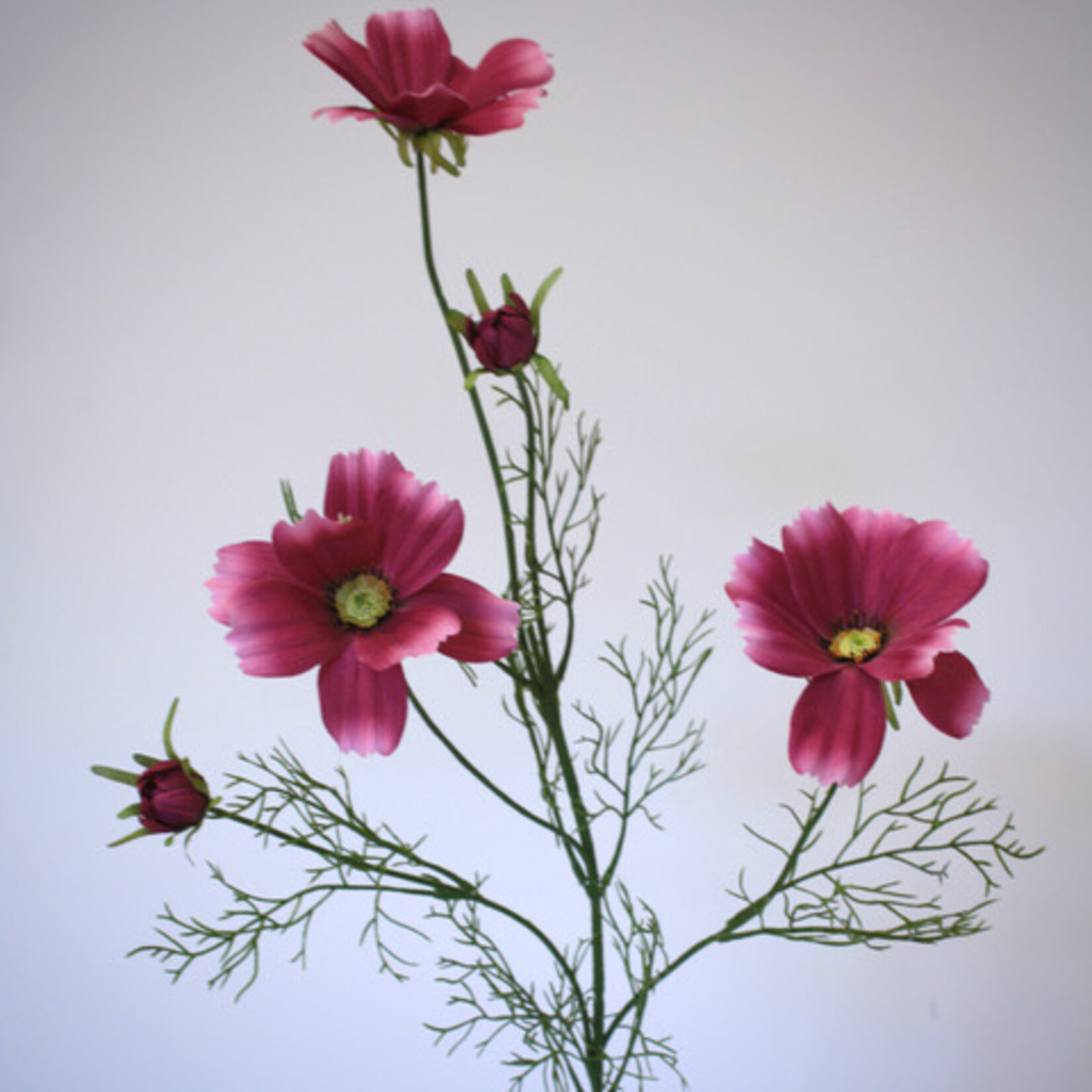 COSMEA DWARF SENSATION| FUCHSIA |  90 CM