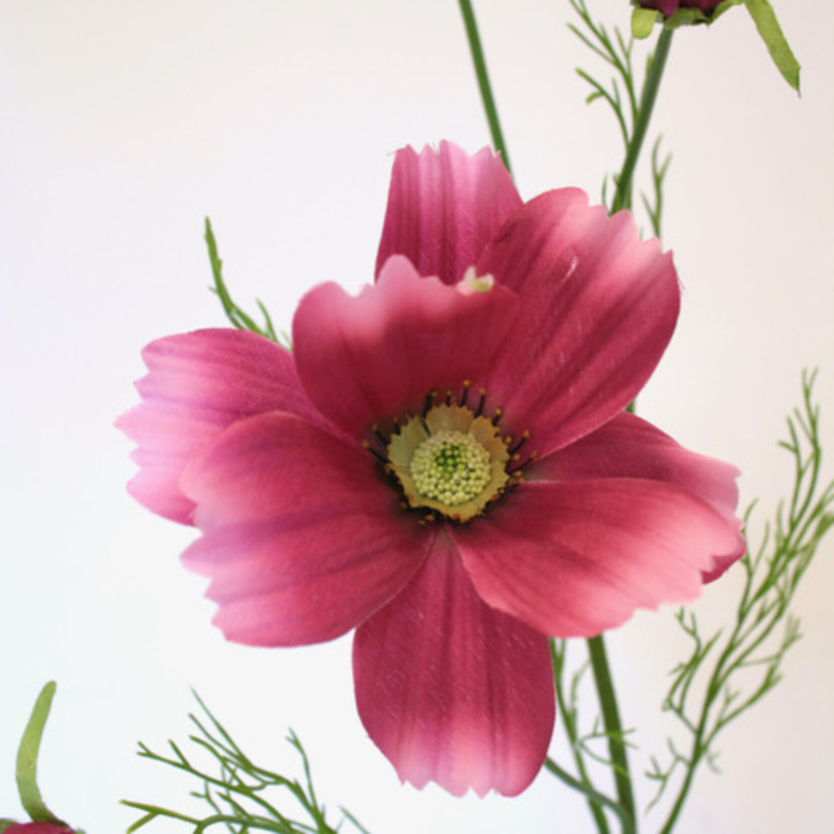 COSMEA DWARF SENSATION| FUCHSIA |  90 CM