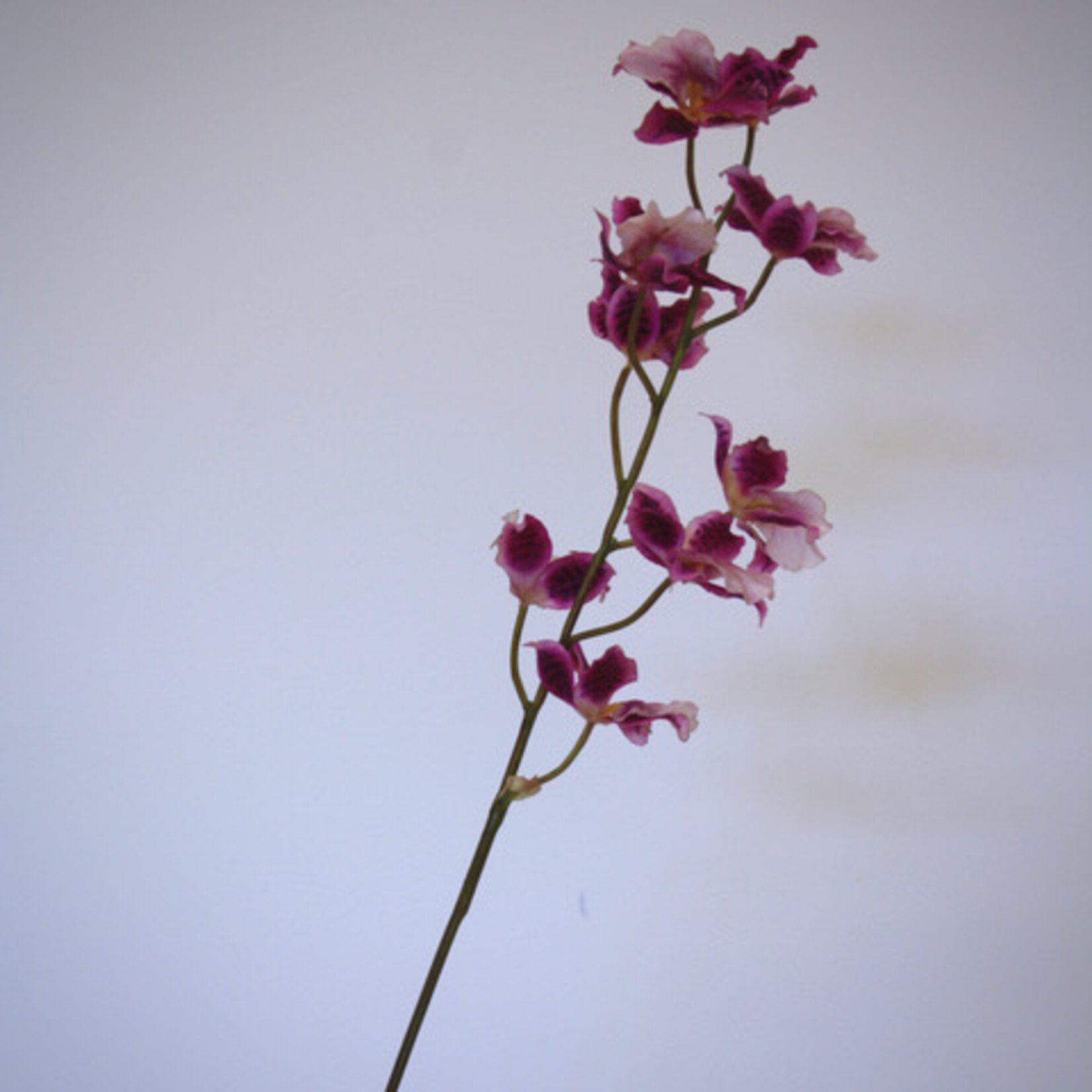 ORCHIDEE SUNNY EYE | 80 CM