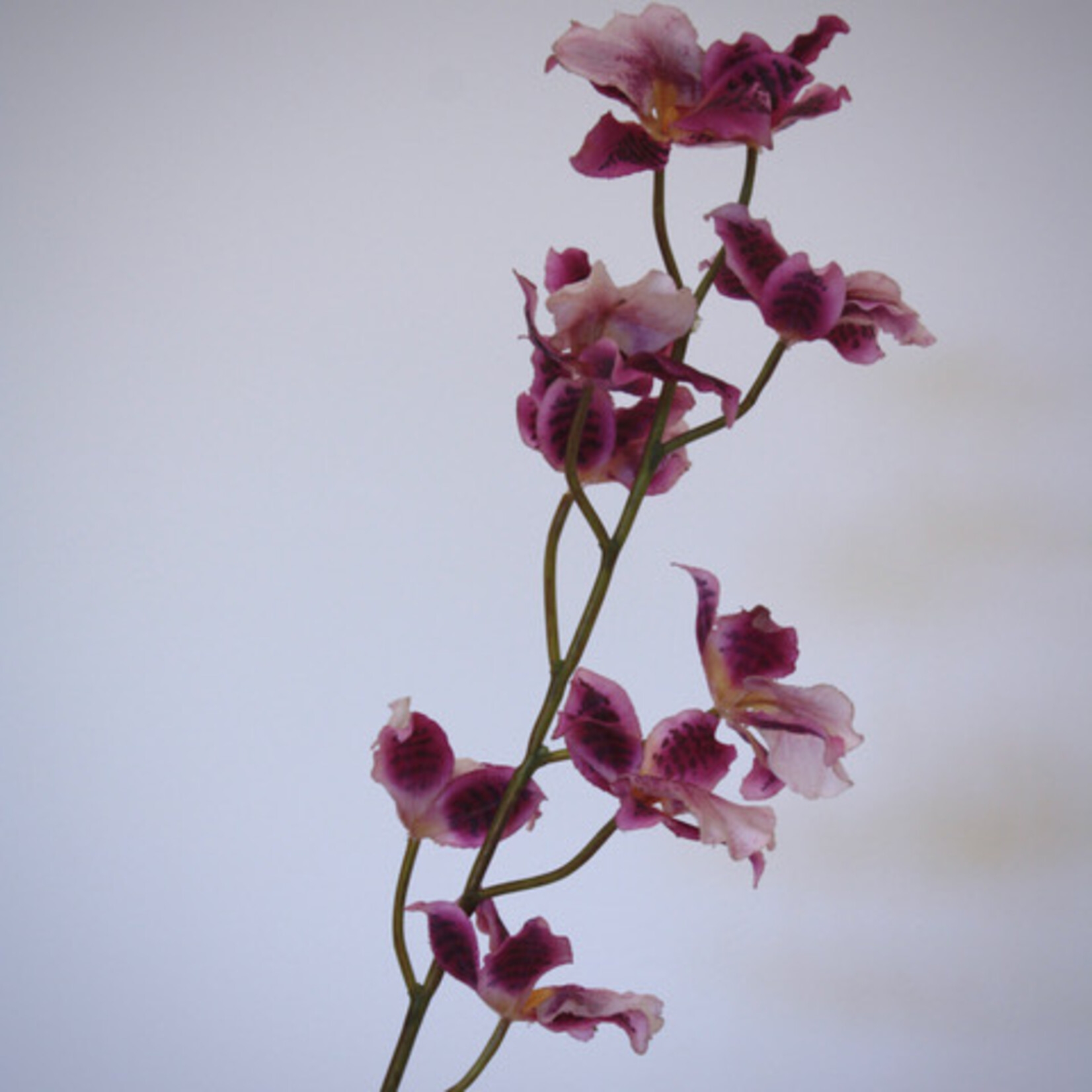 ORCHIDEE SUNNY EYE | 80 CM