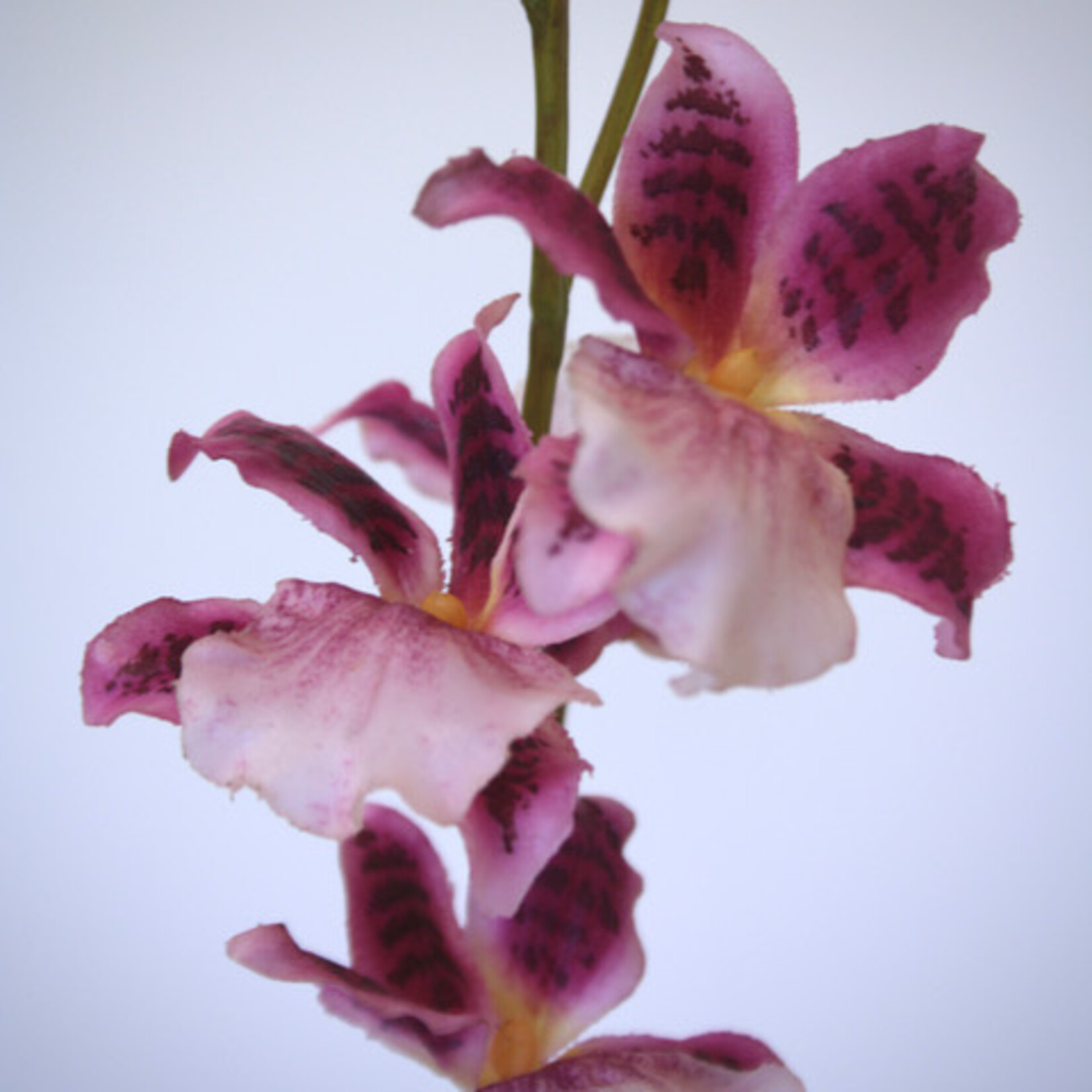 ORCHID SUNNY EYE | PINK | 80 CM