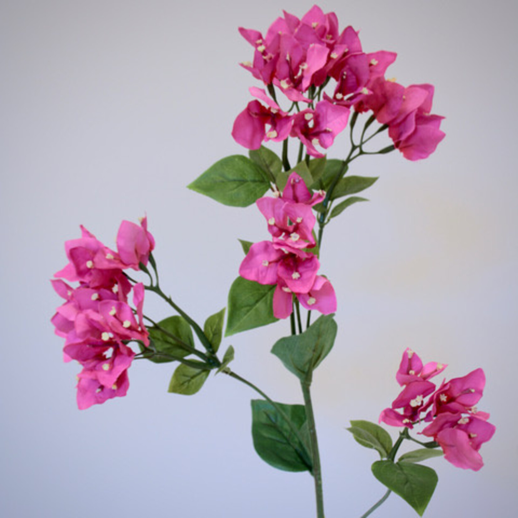 BOUGAINVILLEA ALEXANDRA | ROZE | 91 CM