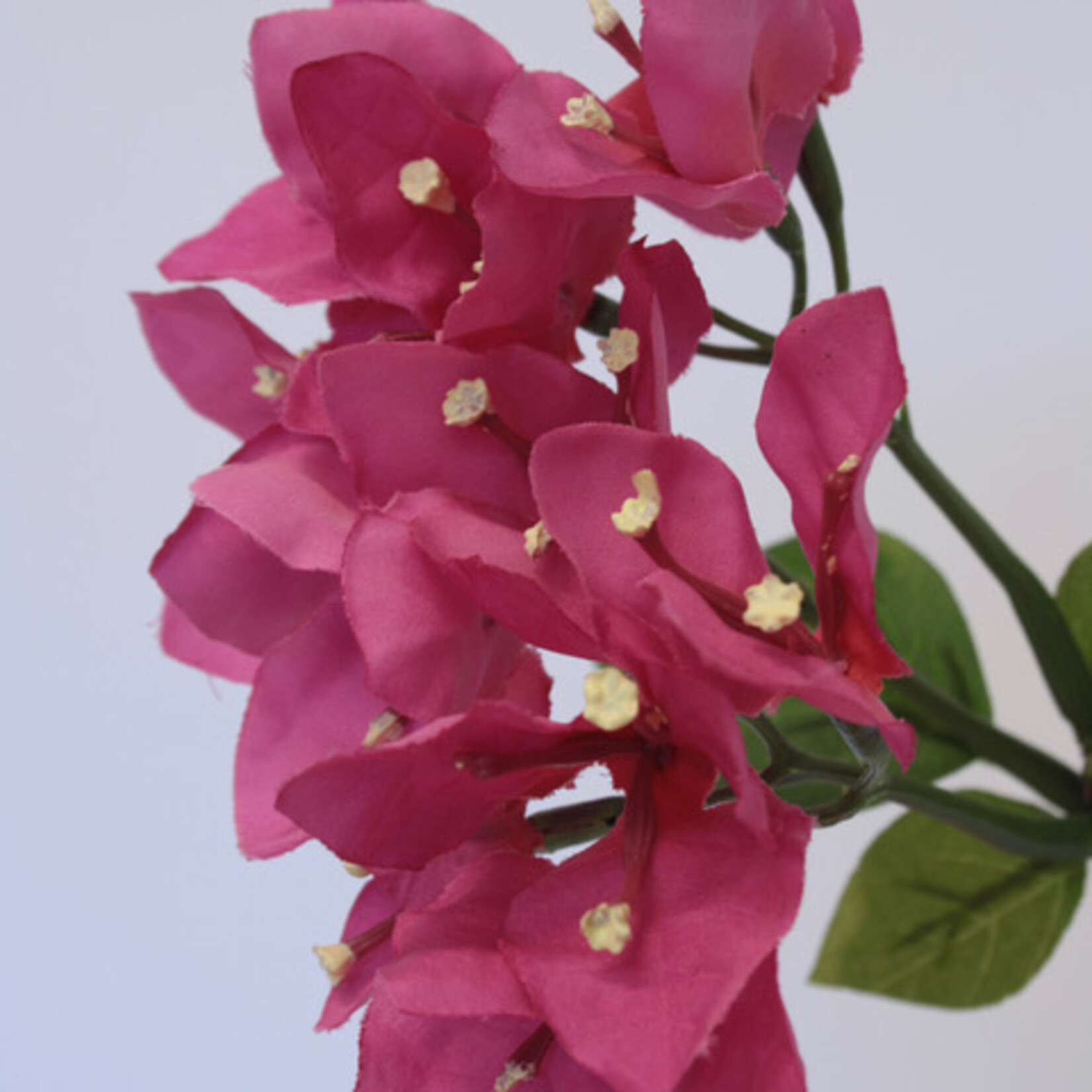 BOUGAINVILLEA ALEXANDRA | PINK  | 91 CM