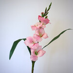 GLADIOOL | ROZE | 83 CM