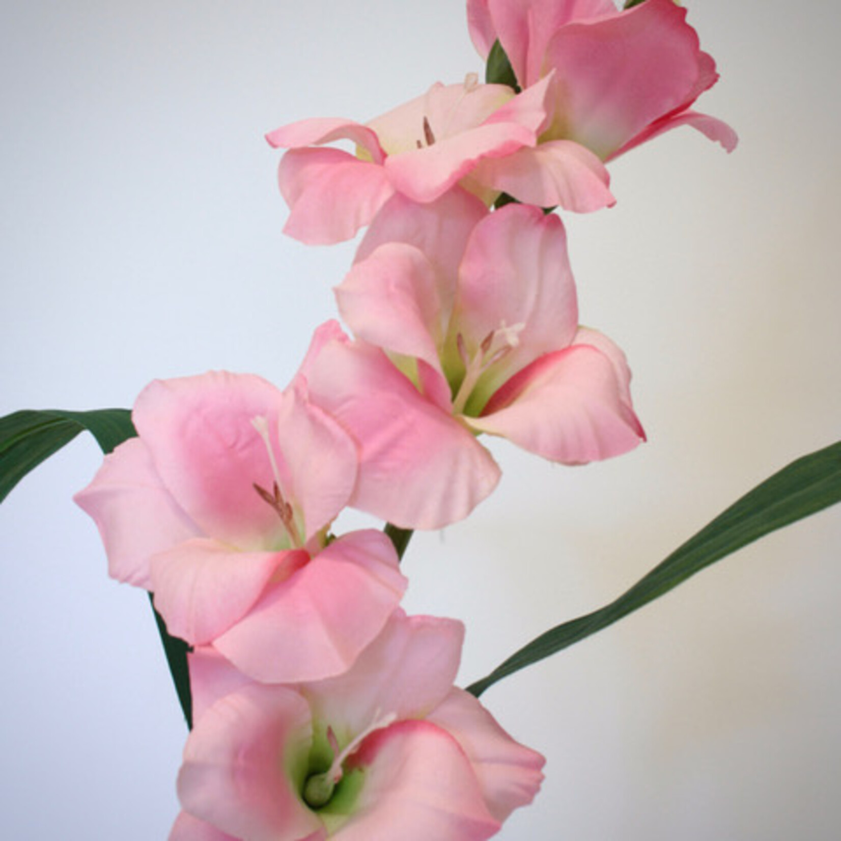 GLADIOLUS FAIRYTALE| PINK | 83 CM