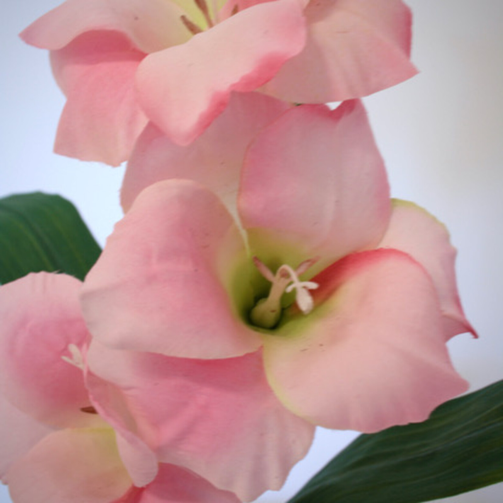 GLADIOOL FAIRYTALE | ROZE | 83 CM