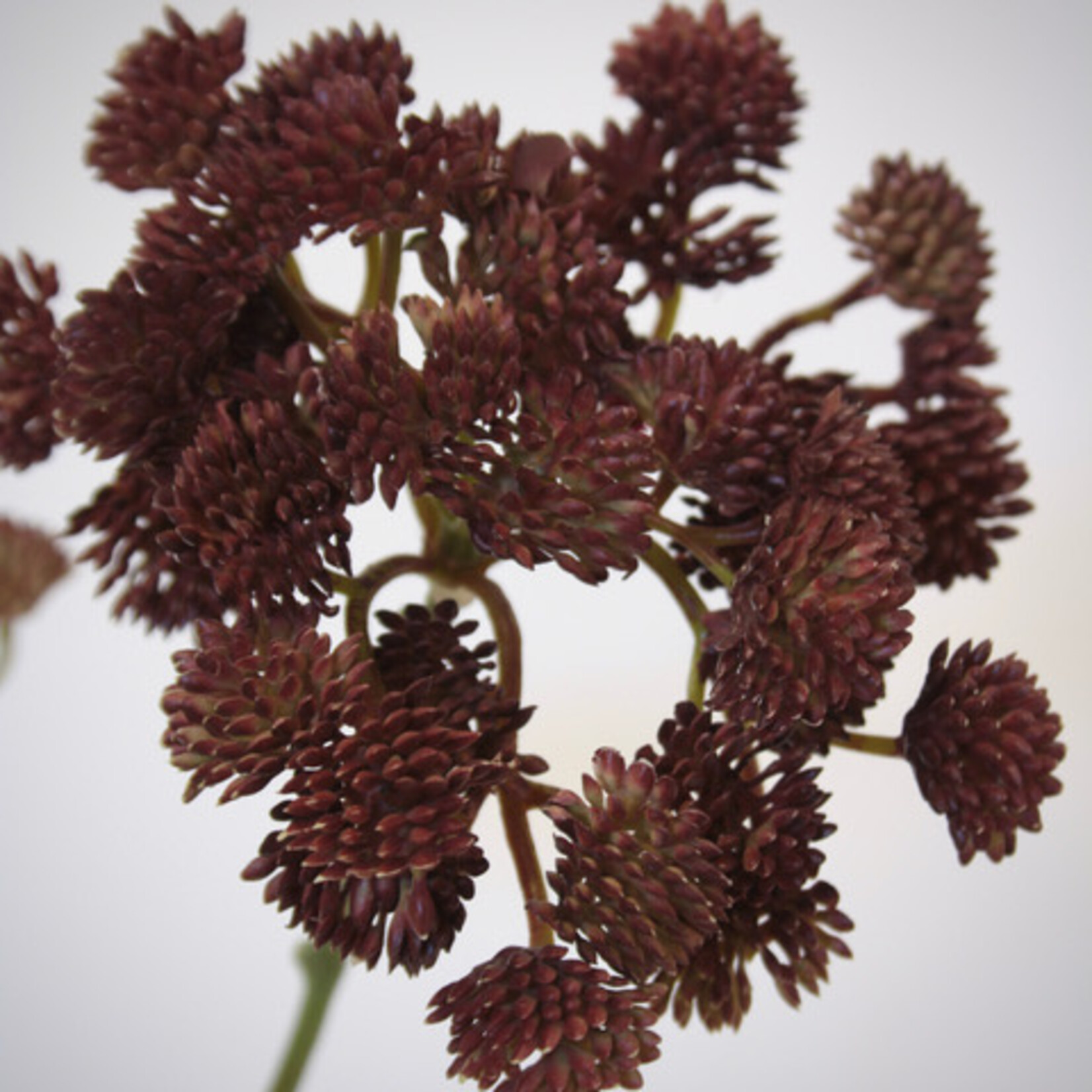 SEDUM TAK | ROZE | 49 CM