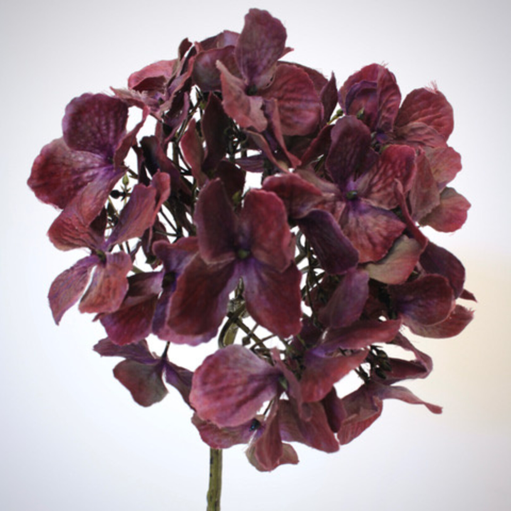 HORTENSIA | BORDEAUX PAARS | 50 CM
