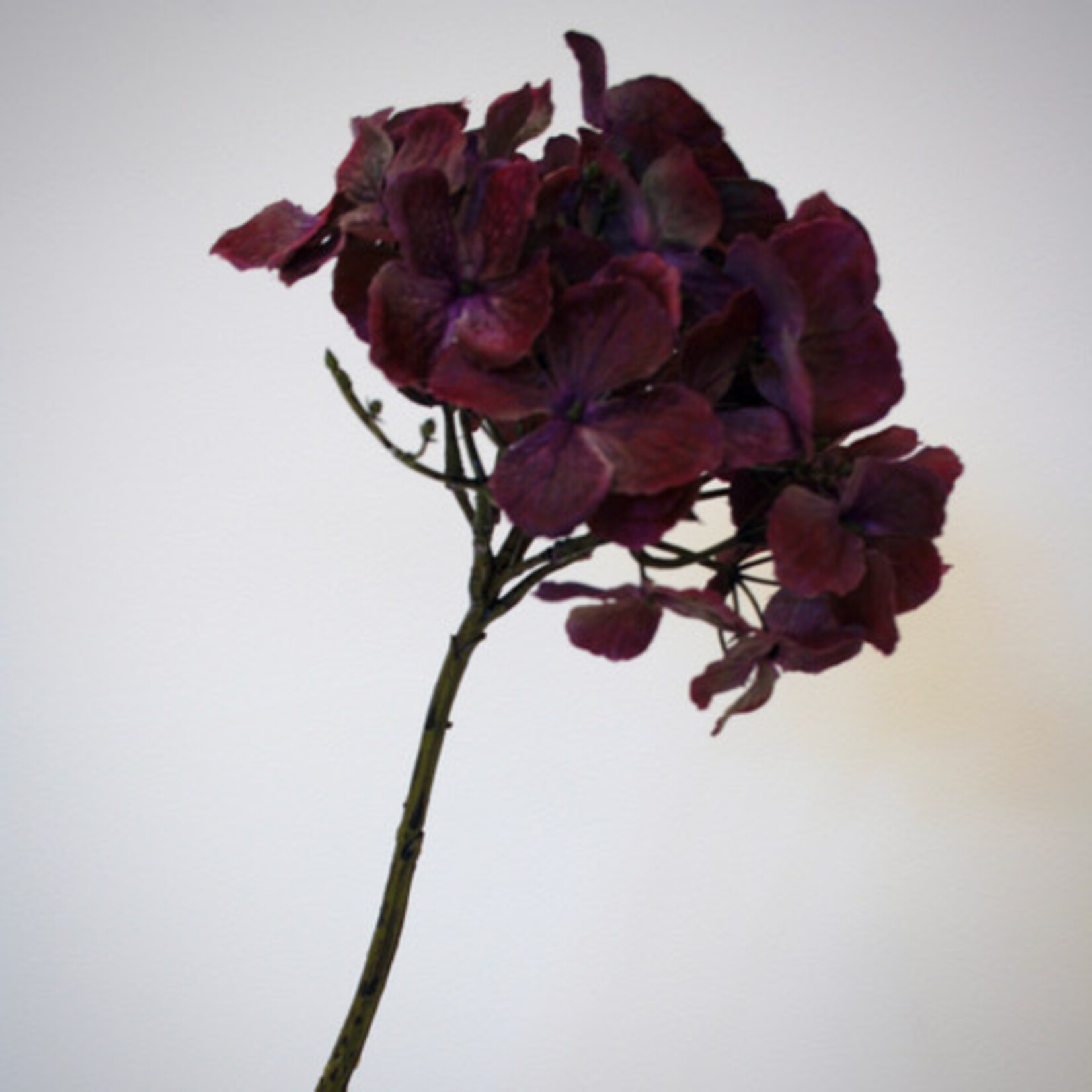 HYDRANGEA | BURGUNDY PURPLE | 50 CM