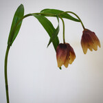 FRITILLARIA | MAUVE GEEL | 50 CM