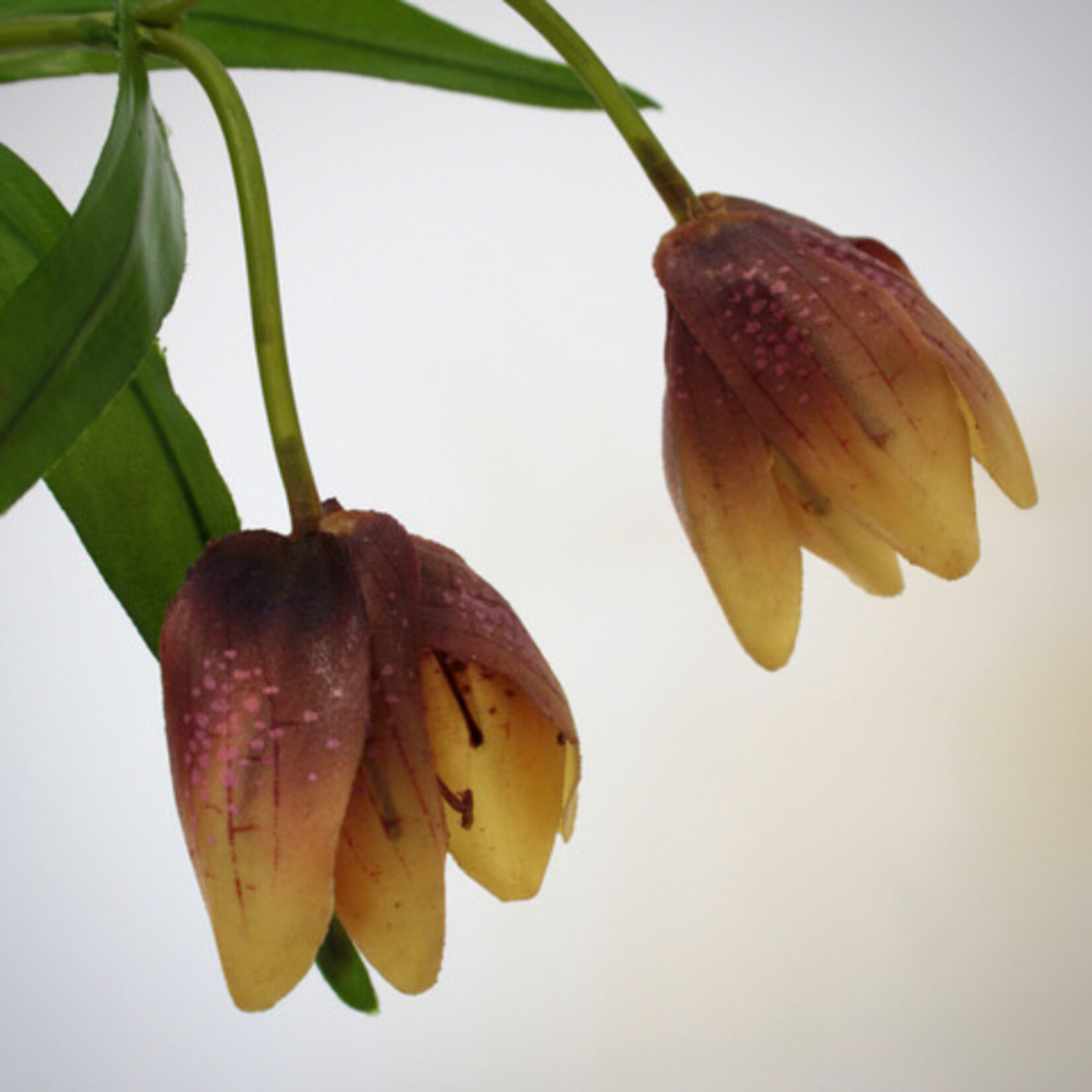 FRITILLARIA | MAUVE GEEL | 50 CM