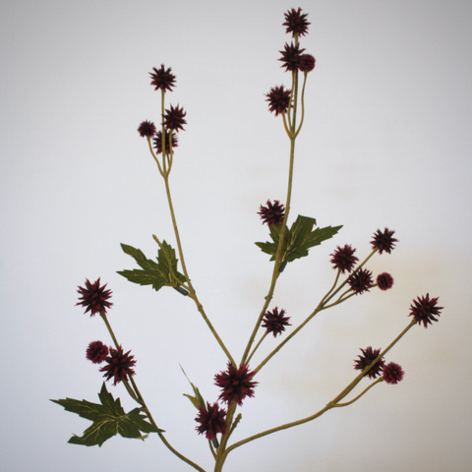 SANICLE | BURGUNDY | 68 CM