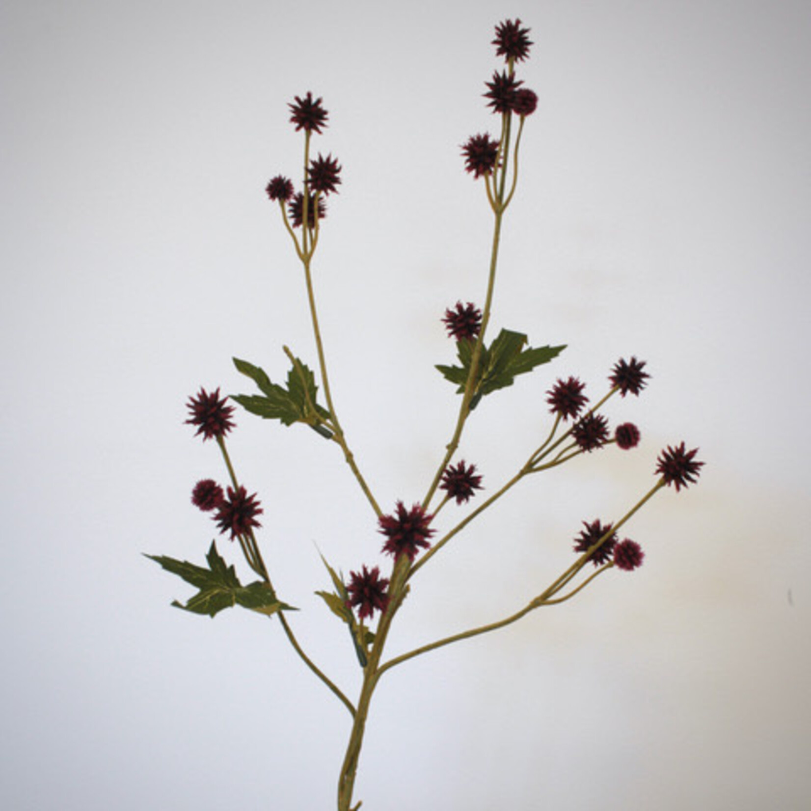 HEELKRUID | BORDEAUX| 68 CM
