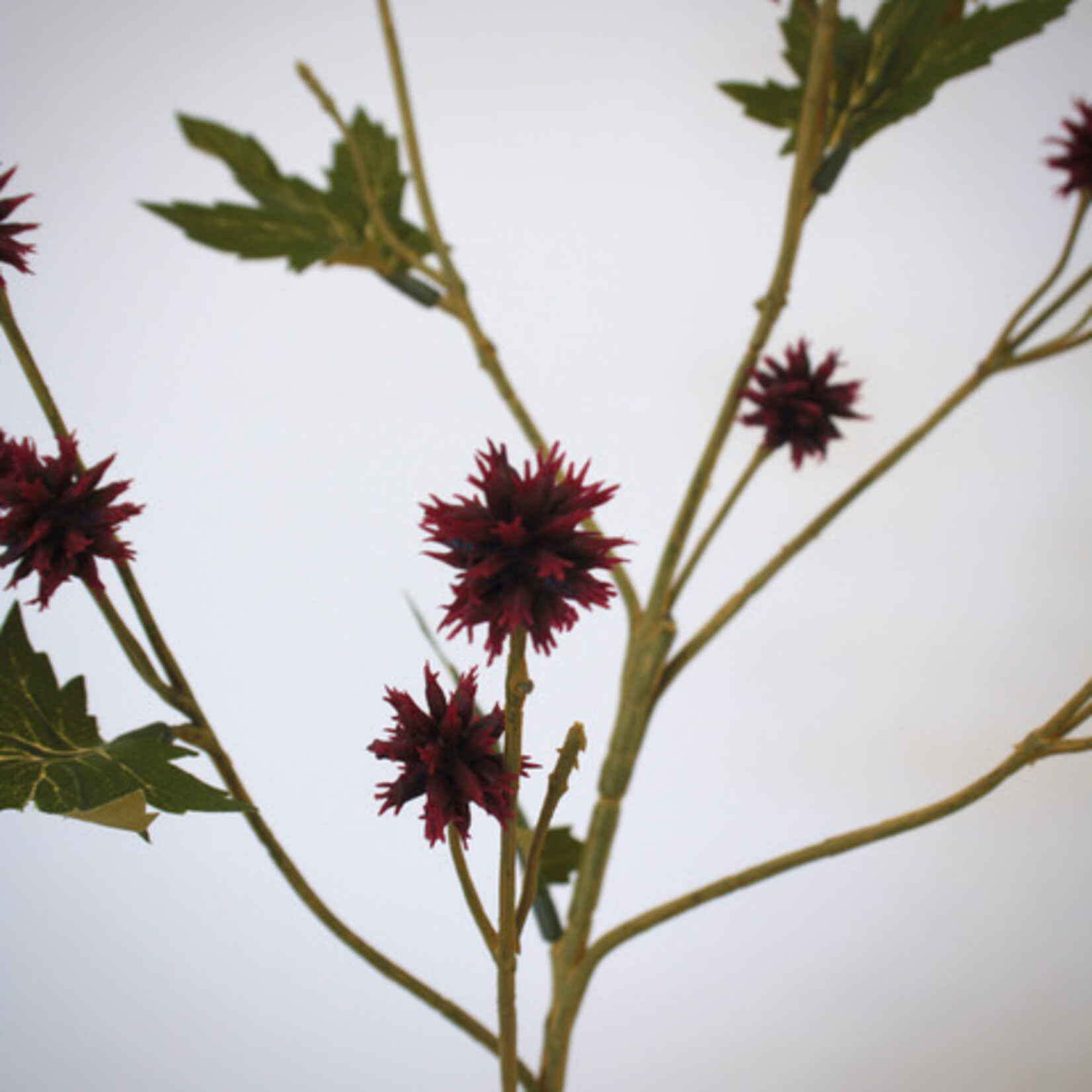 SANICLE | BURGUNDY | 68 CM