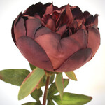 PEONY BURGUNDY | 60 CM