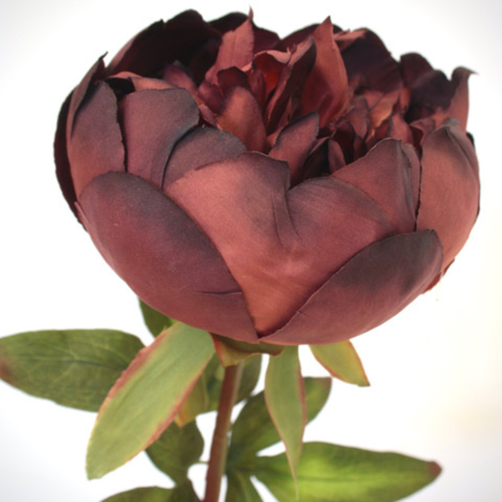 PIOEN BUCKEYE BELLE | BORDEAUX | 60 CM