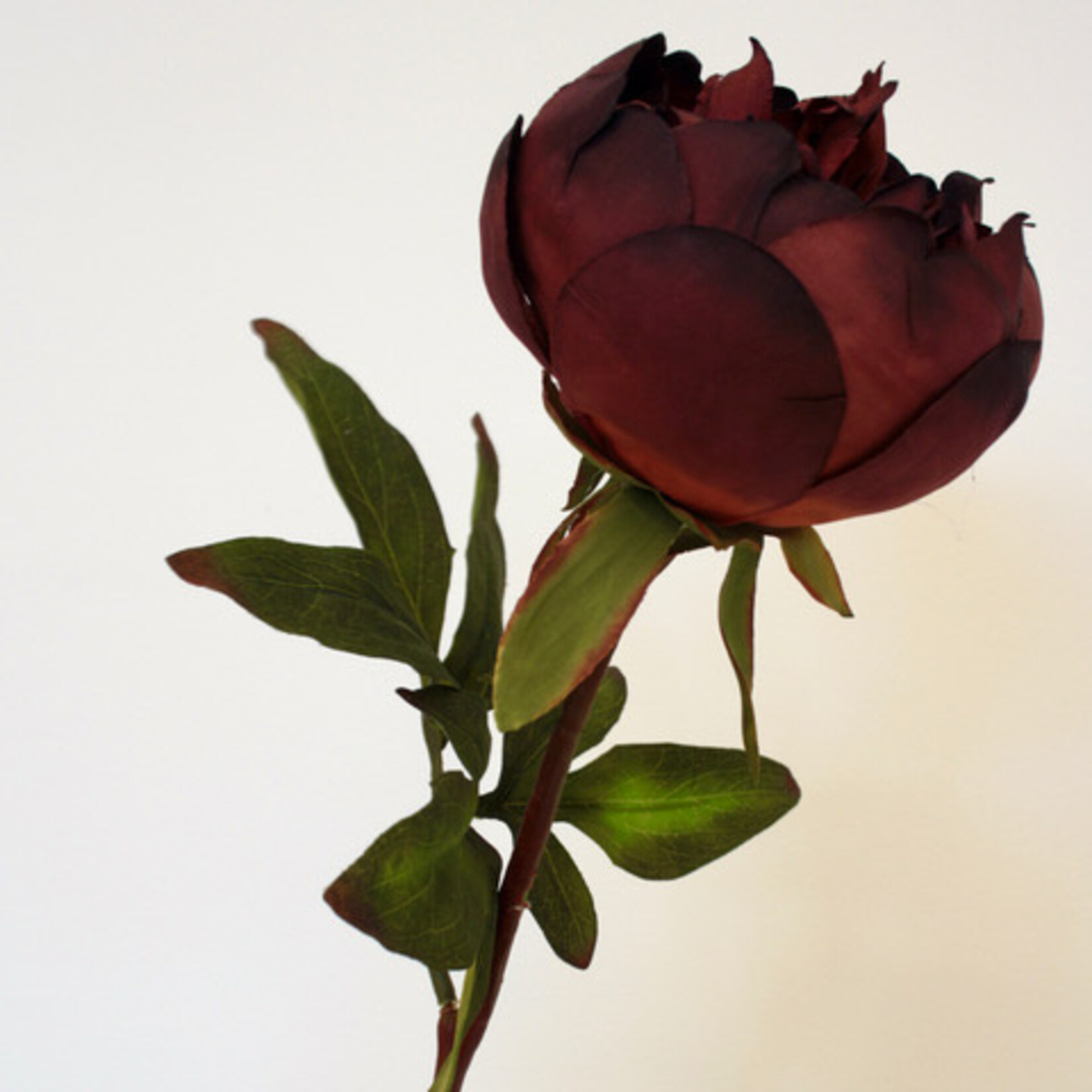 PEONY BUCKEYE BELLE | BURGUNDY | 60 CM
