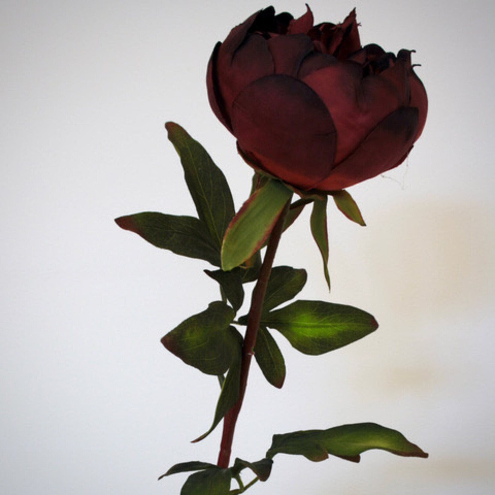 PEONY BUCKEYE BELLE | BURGUNDY | 60 CM