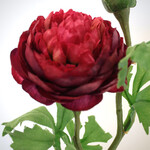 RANUNCULUS | BURGUNDY | 45 CM