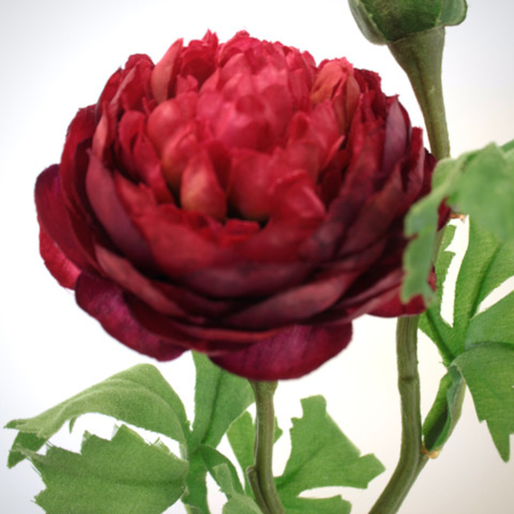 RANUNCULUS AAZUR | BURGUNDY | 45 CM