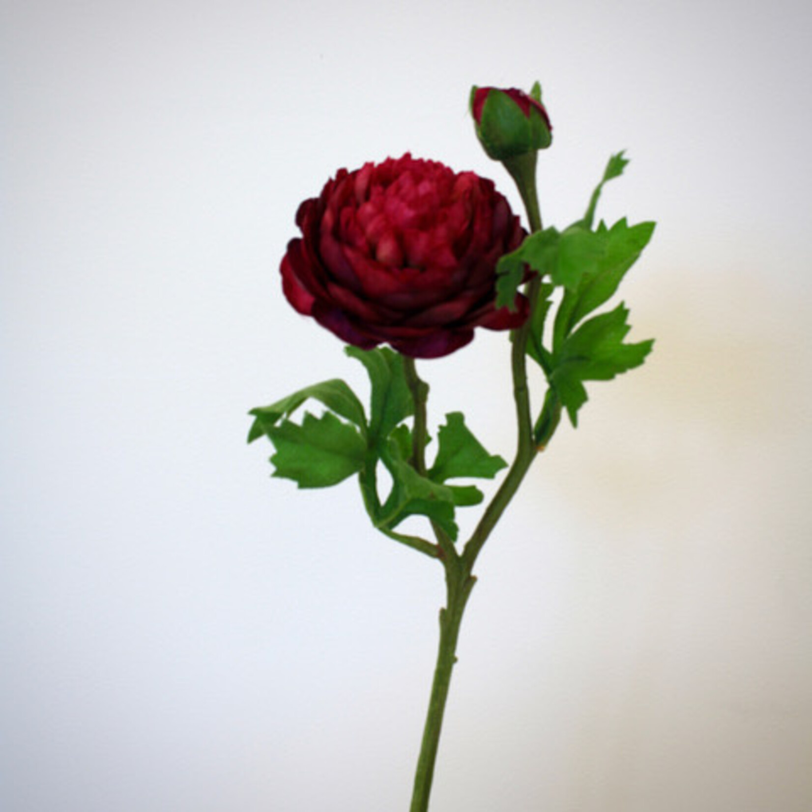 RANONKEL AAZUR  | BORDEAUX | 45 CM