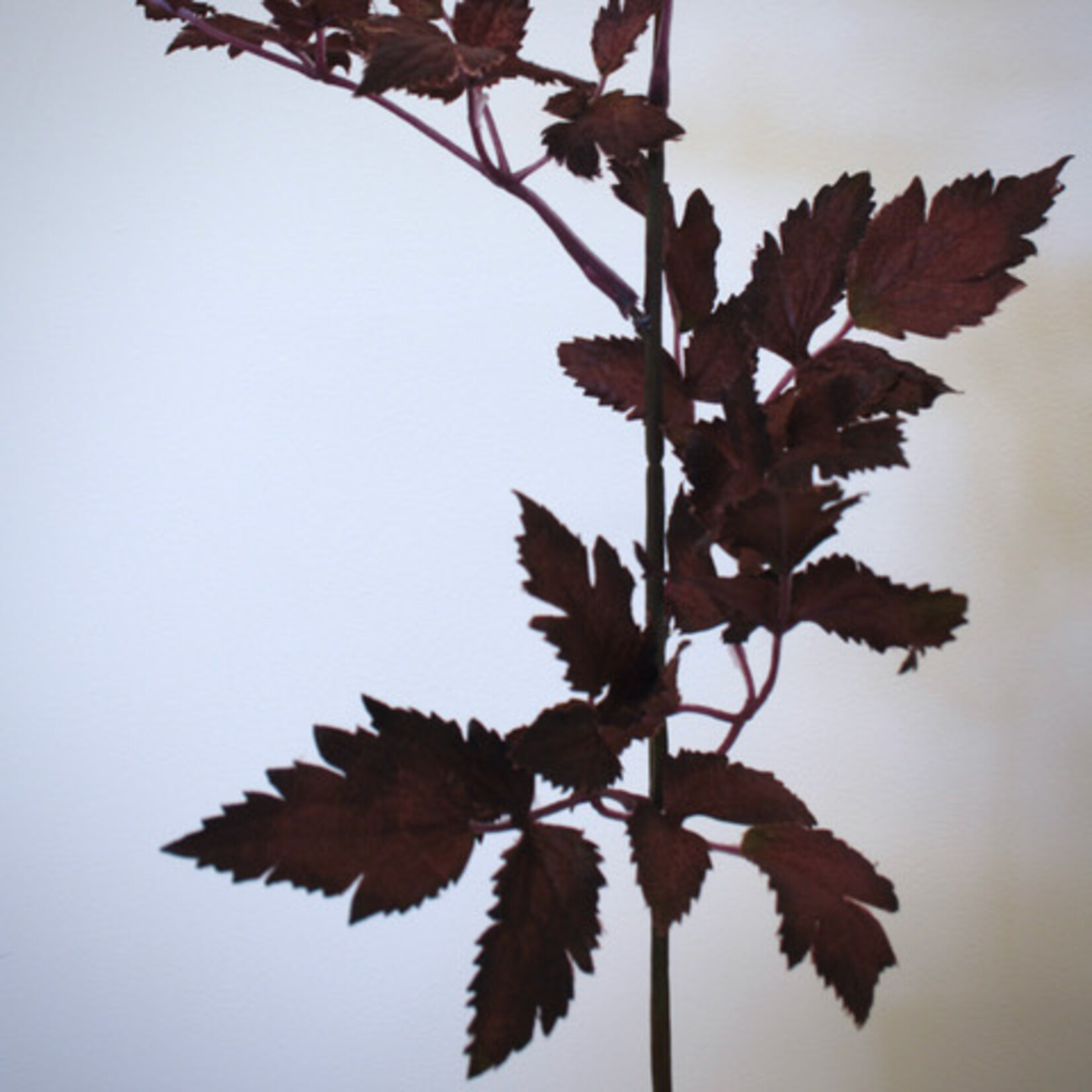 ACTAEA RUBRA | BURGUNDY| 52 CM