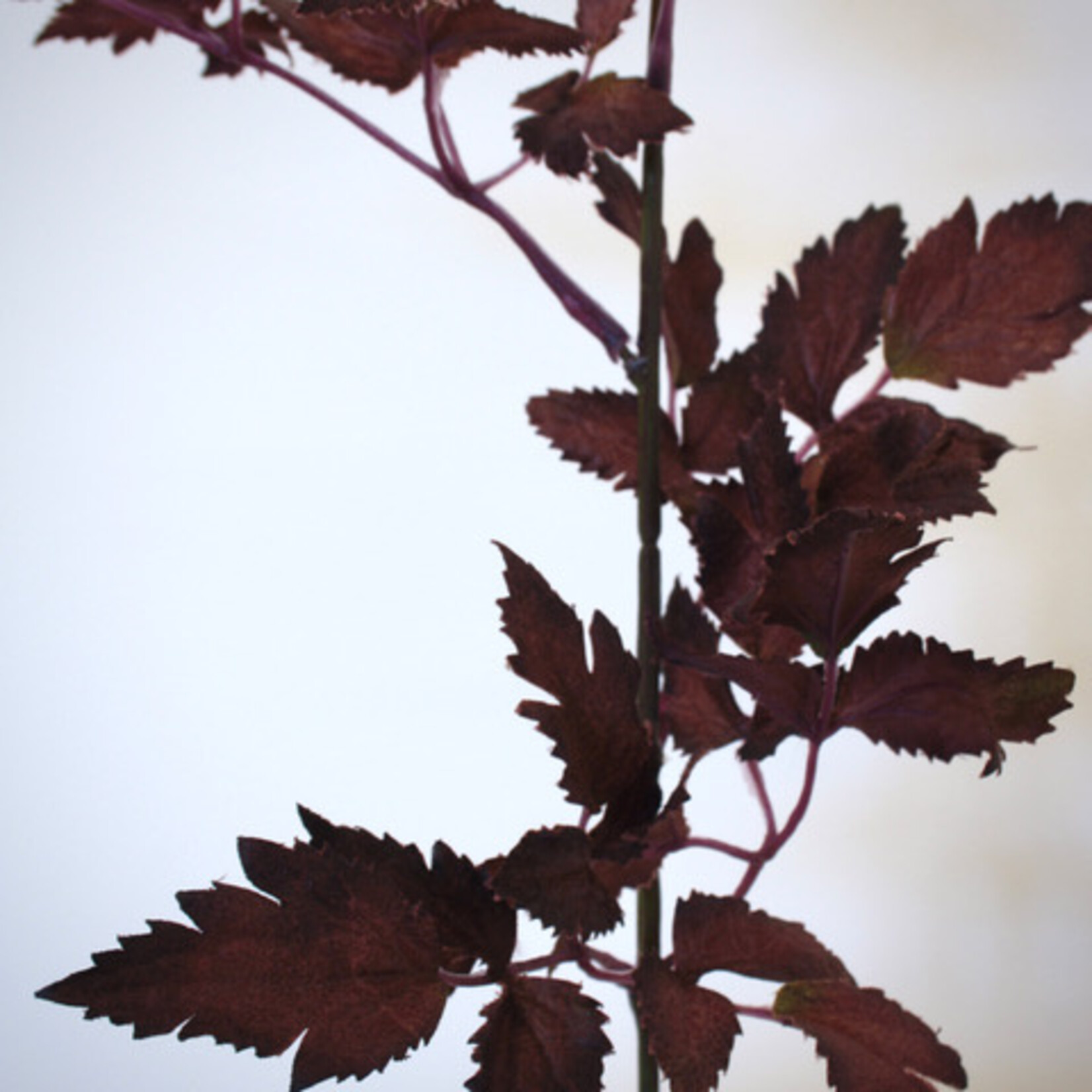ACTAEA RUBRA | BURGUNDY| 52 CM
