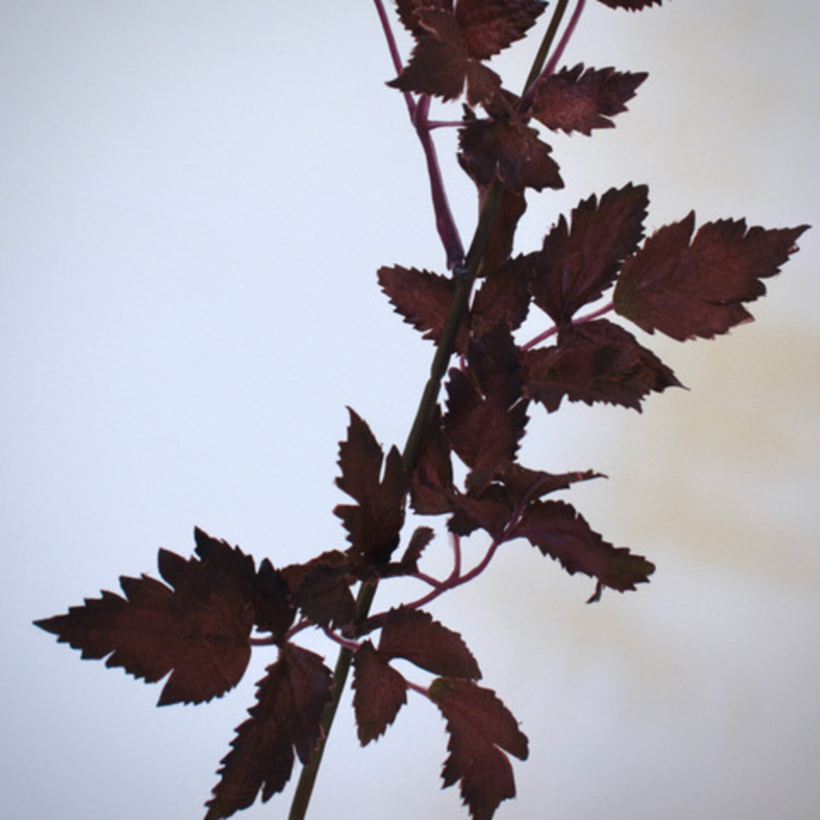 ACTAEA RUBRA | BURGUNDY| 52 CM