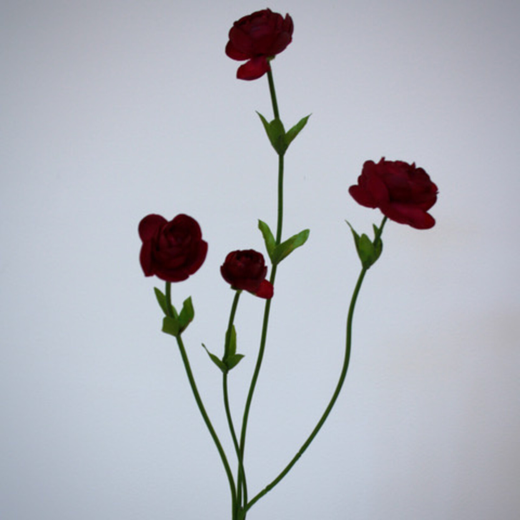 RANONKEL FUCHSIA SENSATION |FUCHSIA| 50 CM