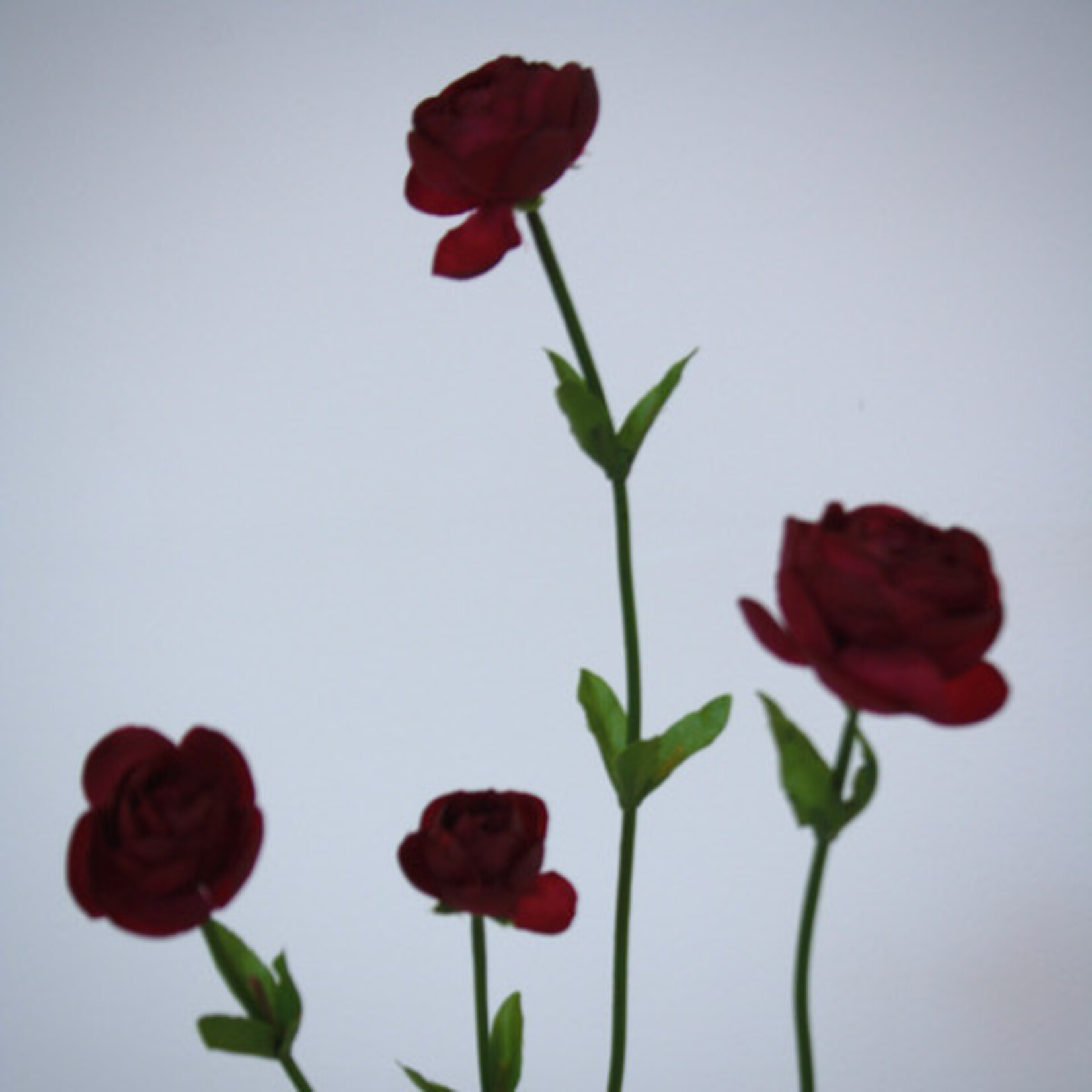 RANONKEL FUCHSIA SENSATION |FUCHSIA| 50 CM