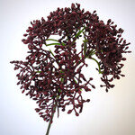 SKIMMIA | BORDEAUX | 54 CM