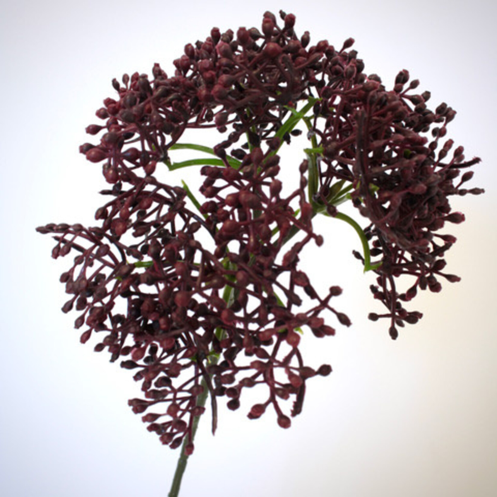 SKIMMIA | BURGUNDY | 54 CM