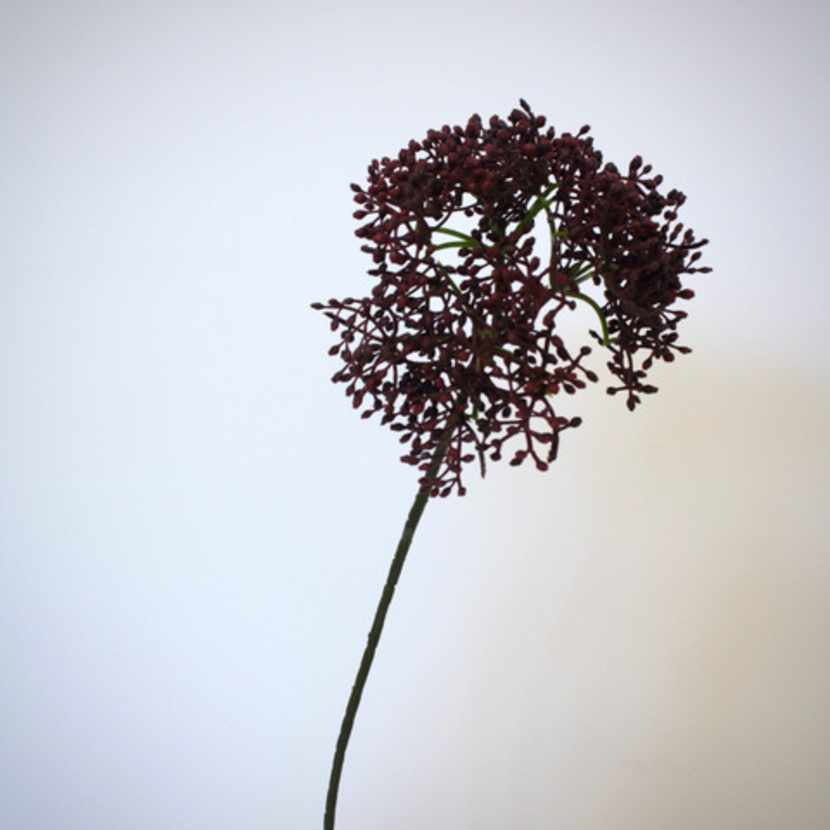 SKIMMIA | BORDEAUX | 54 CM