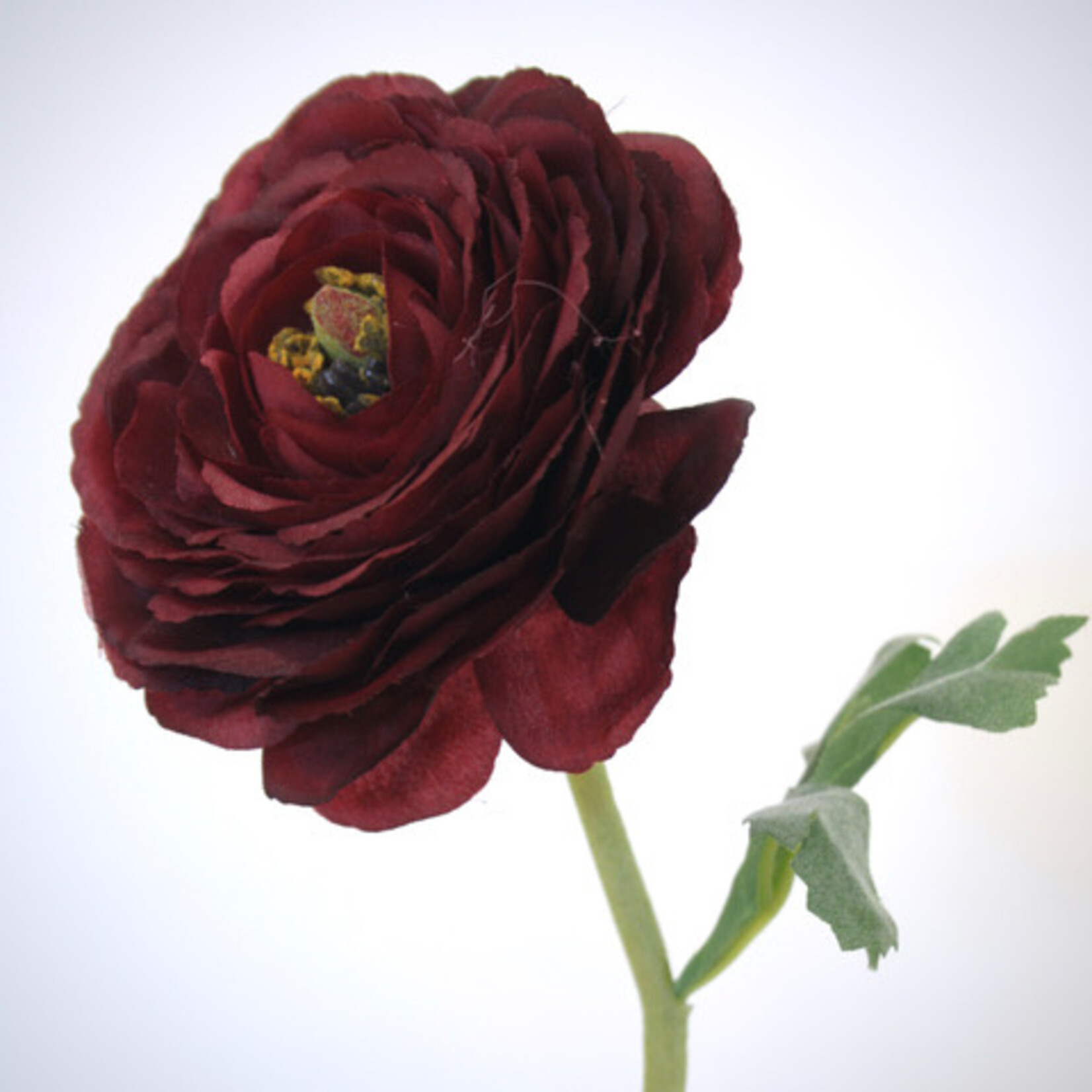 RANONKEL AAZUR | BORDEAUX | 68 CM