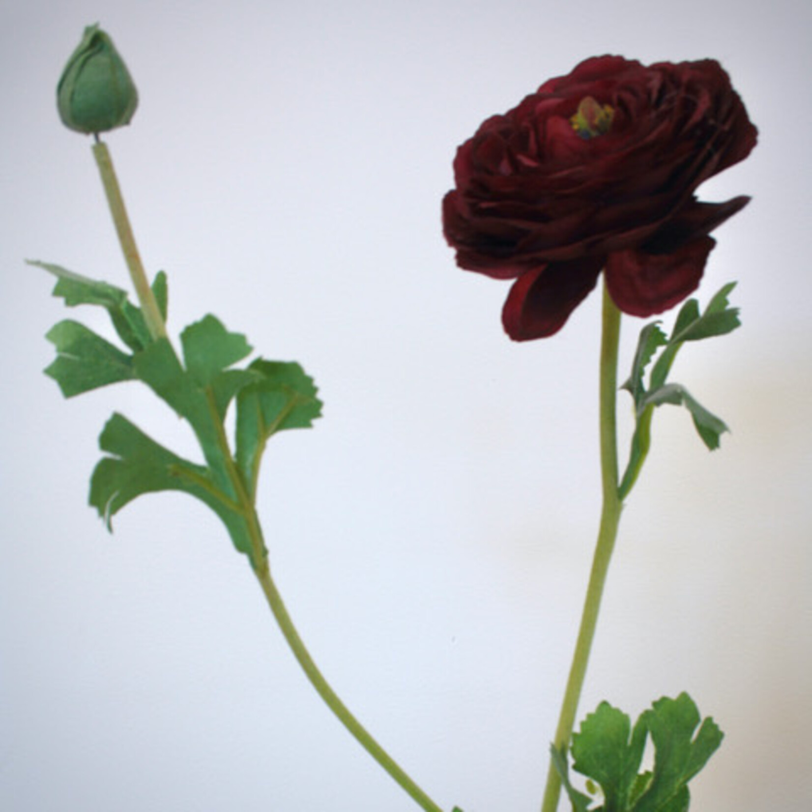 RANONKEL AAZUR | BORDEAUX | 68 CM