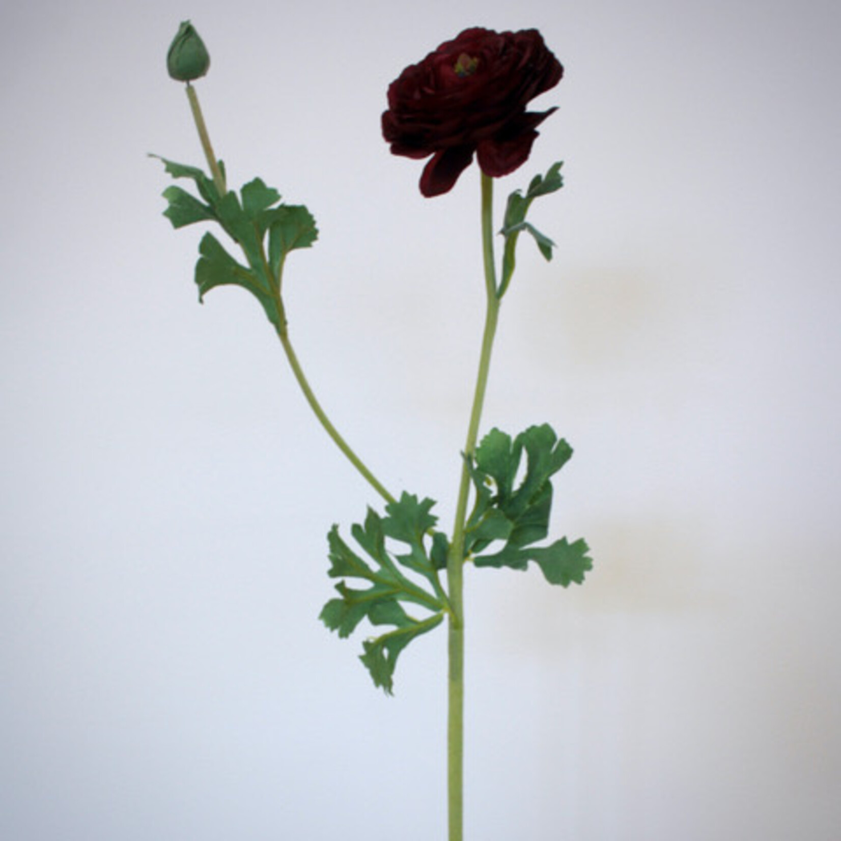 RANONKEL AAZUR | BORDEAUX | 68 CM