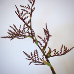 REED FLOWER | BURGUNDY | 80 CM