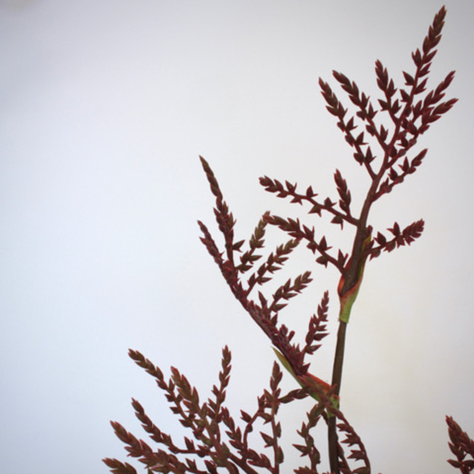 REED FLOWER | BURGUNDY | 80 CM