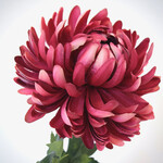 CHRYSANTHEMUM | PINK | 60 CM