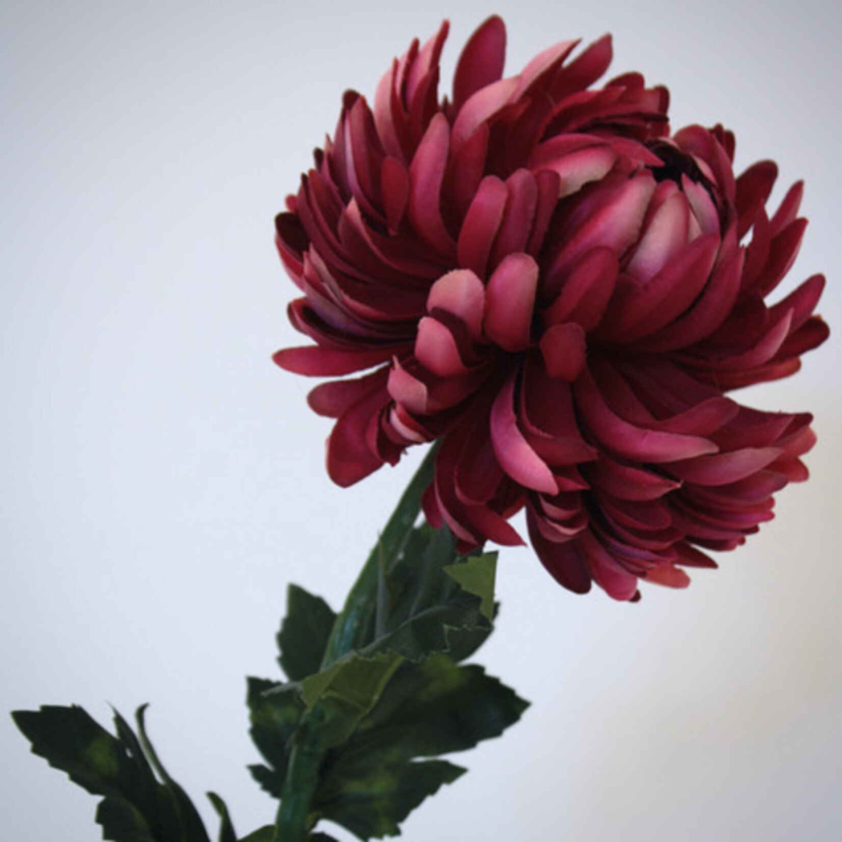CHRYSANT FUCHSIA | ROZE | 60 CM