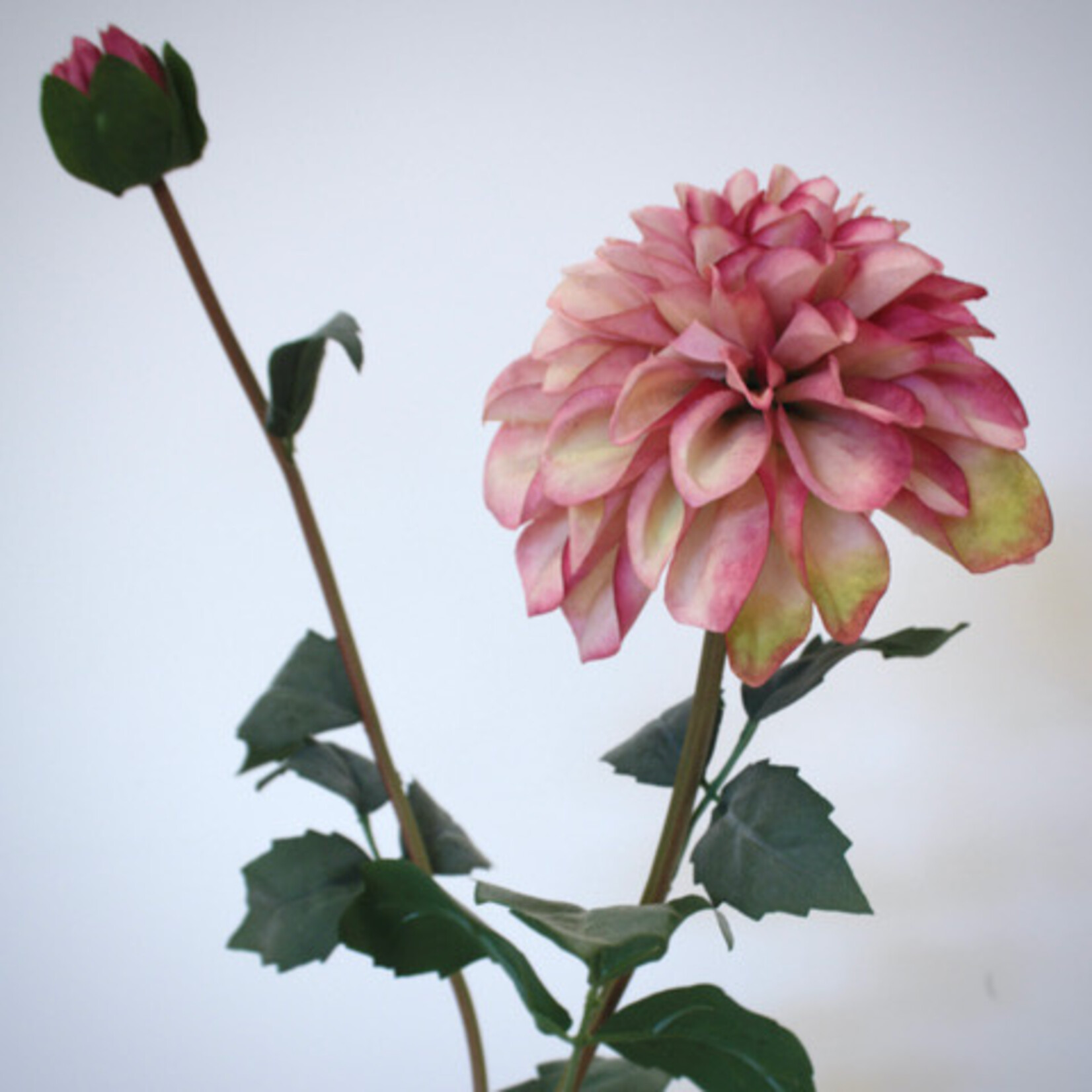 DAHLIA POMPON | ROZE| 75 CM