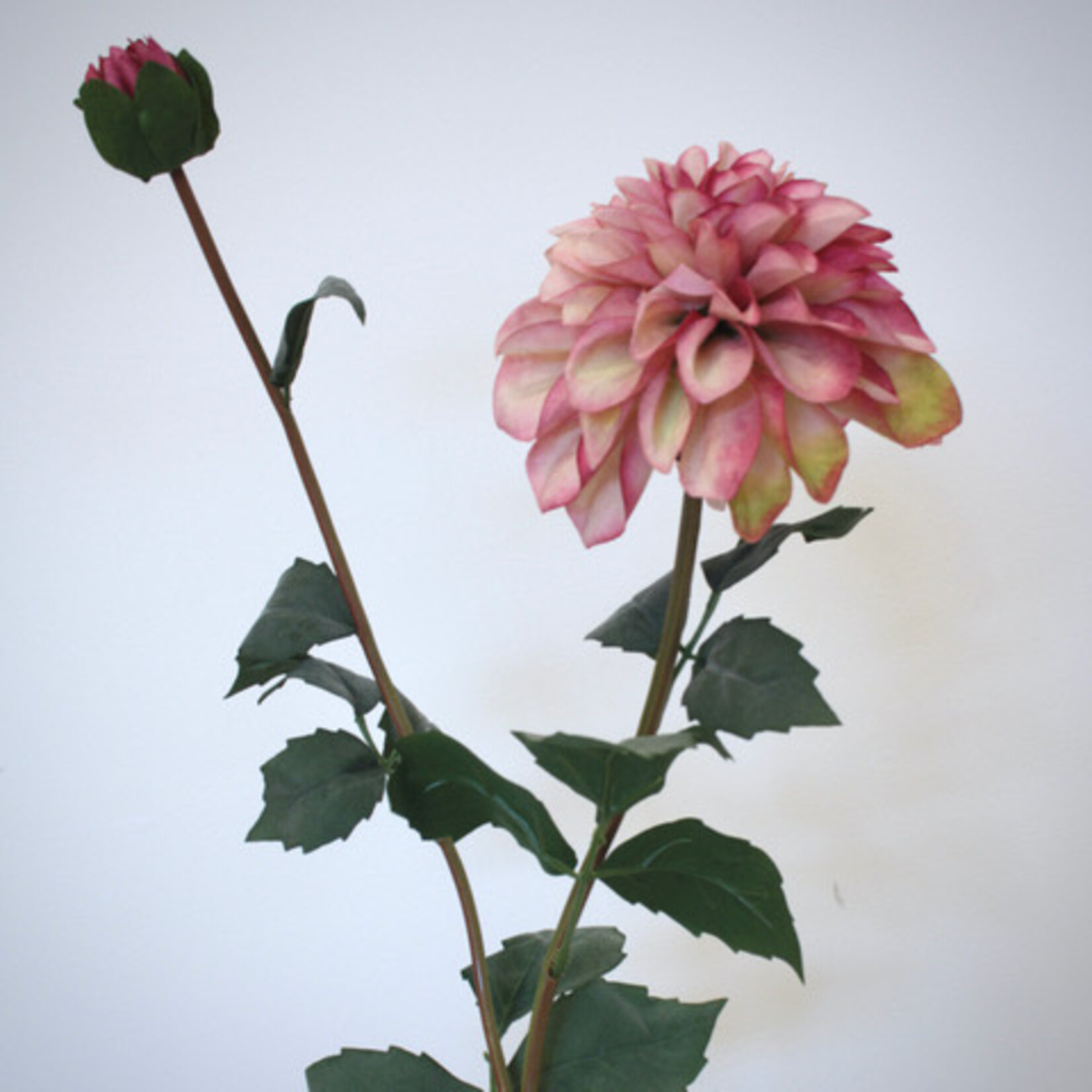 DAHLIA POMPON | ROZE| 75 CM