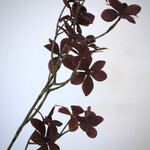 OXALIS | BURGUNDY | 70 CM