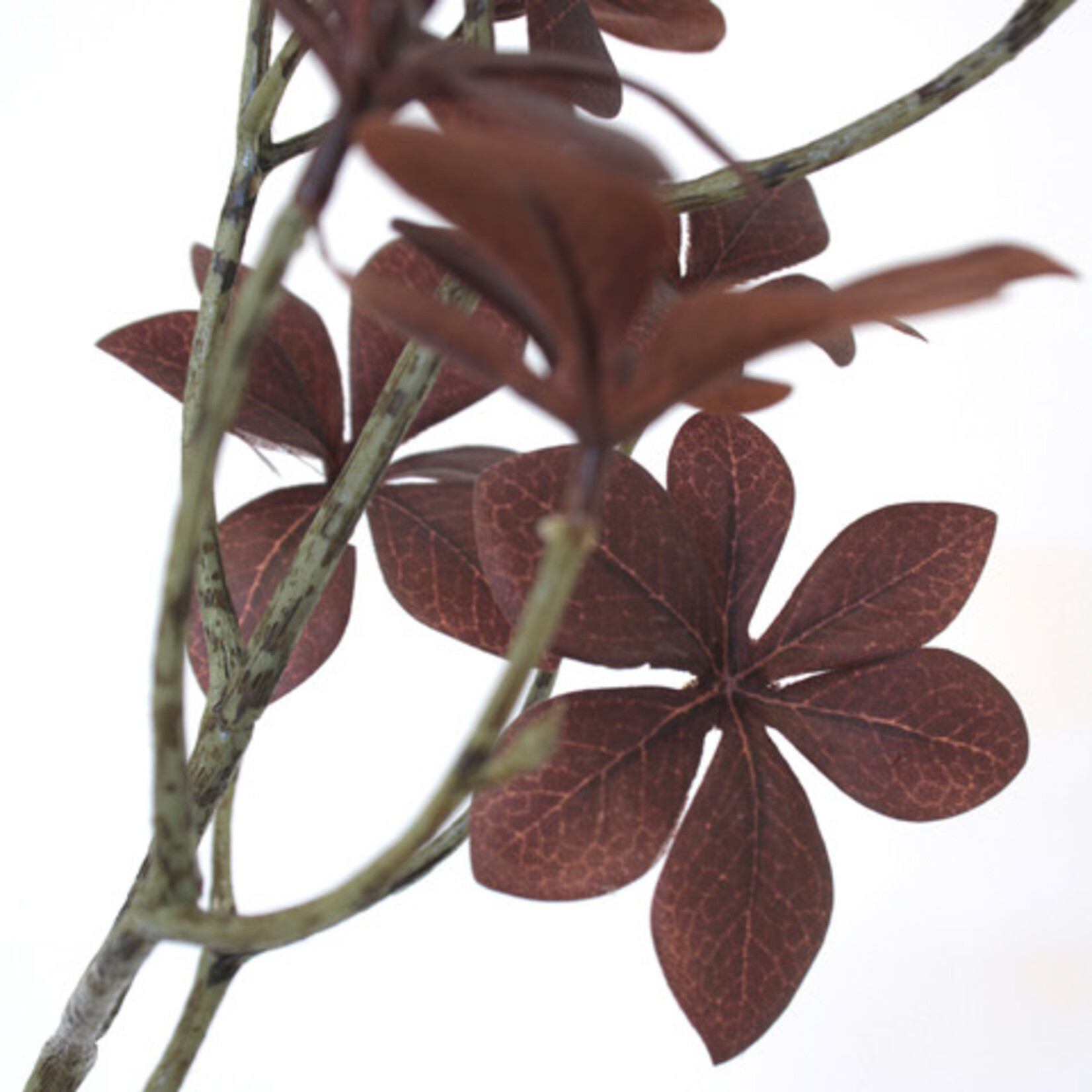 OXALIS | BORDEAUX | 70 CM