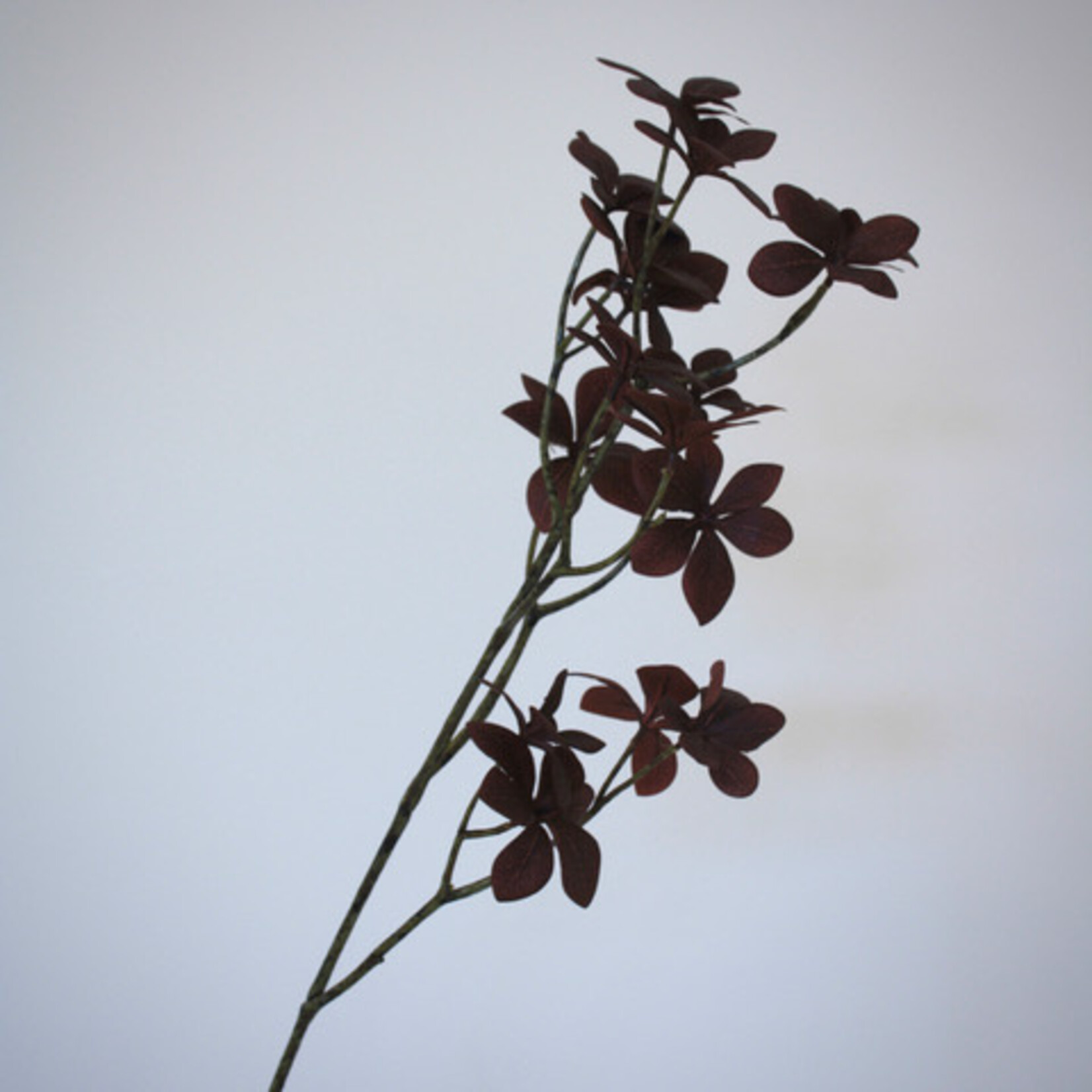 OXALIS | BORDEAUX | 70 CM