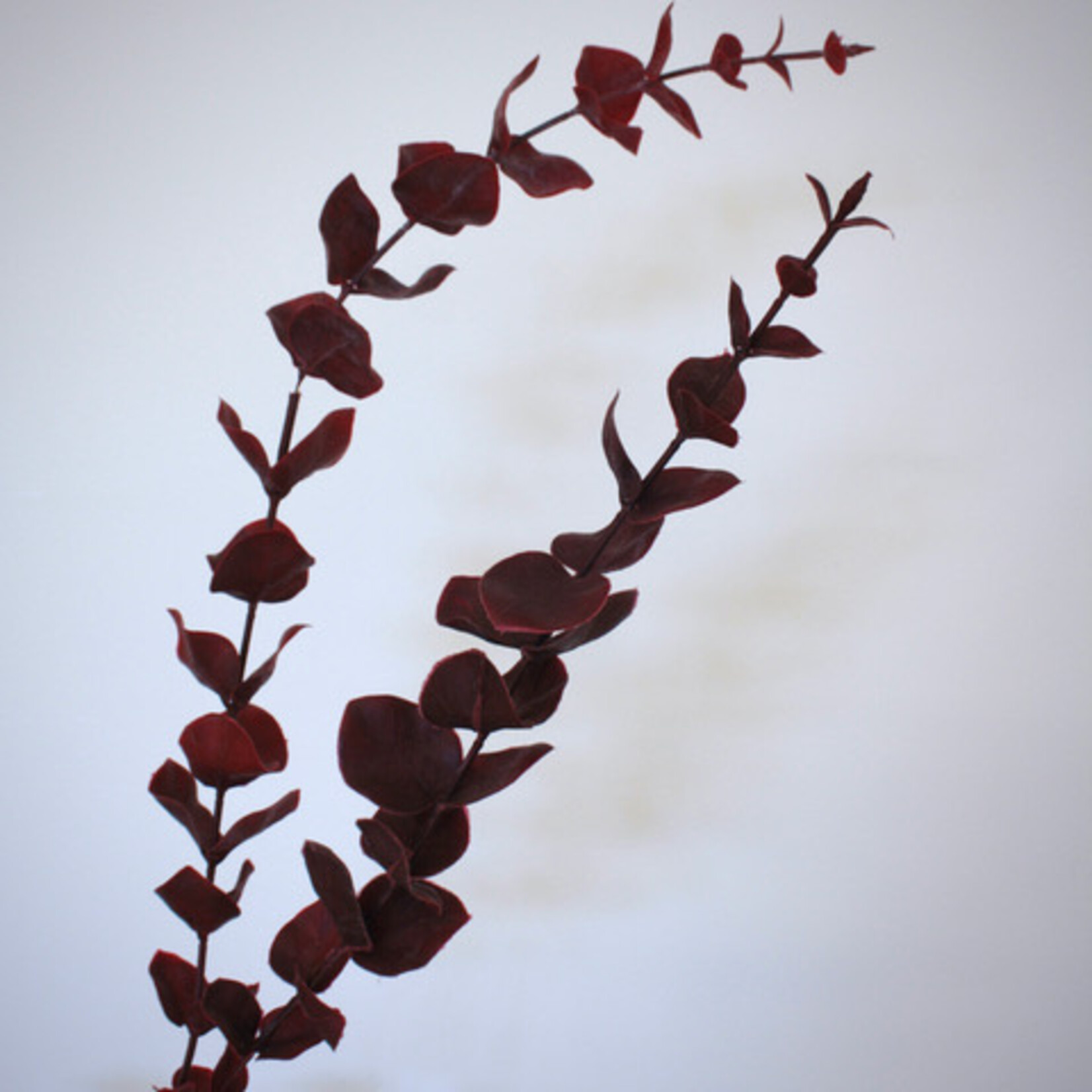 EUCALYPTUS | BURGUNDY| 87 CM