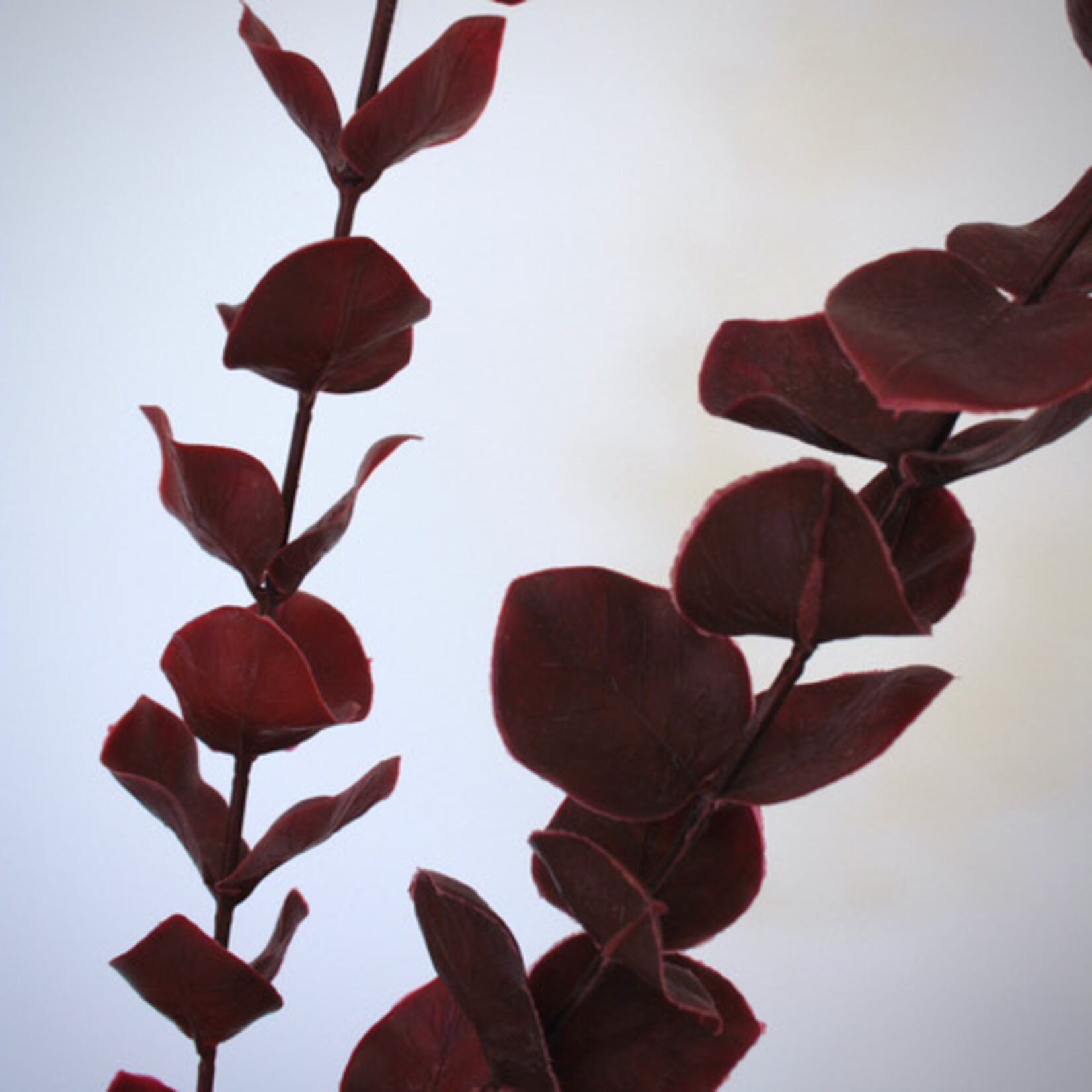 EUCALYPTUS | BURGUNDY| 87 CM