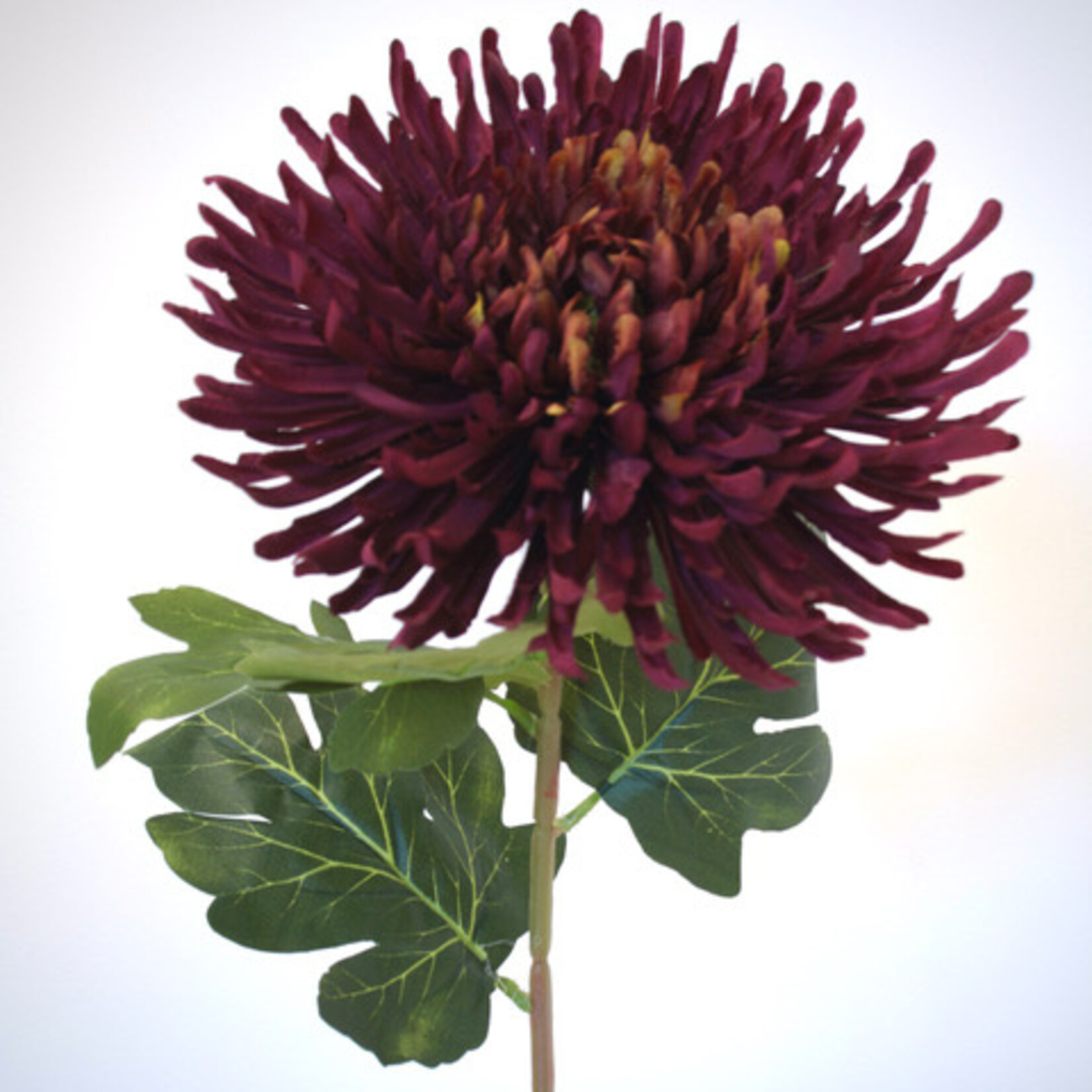 JAPANESE SPIDER CHRYSANT | BURGUNDY | 65 CM